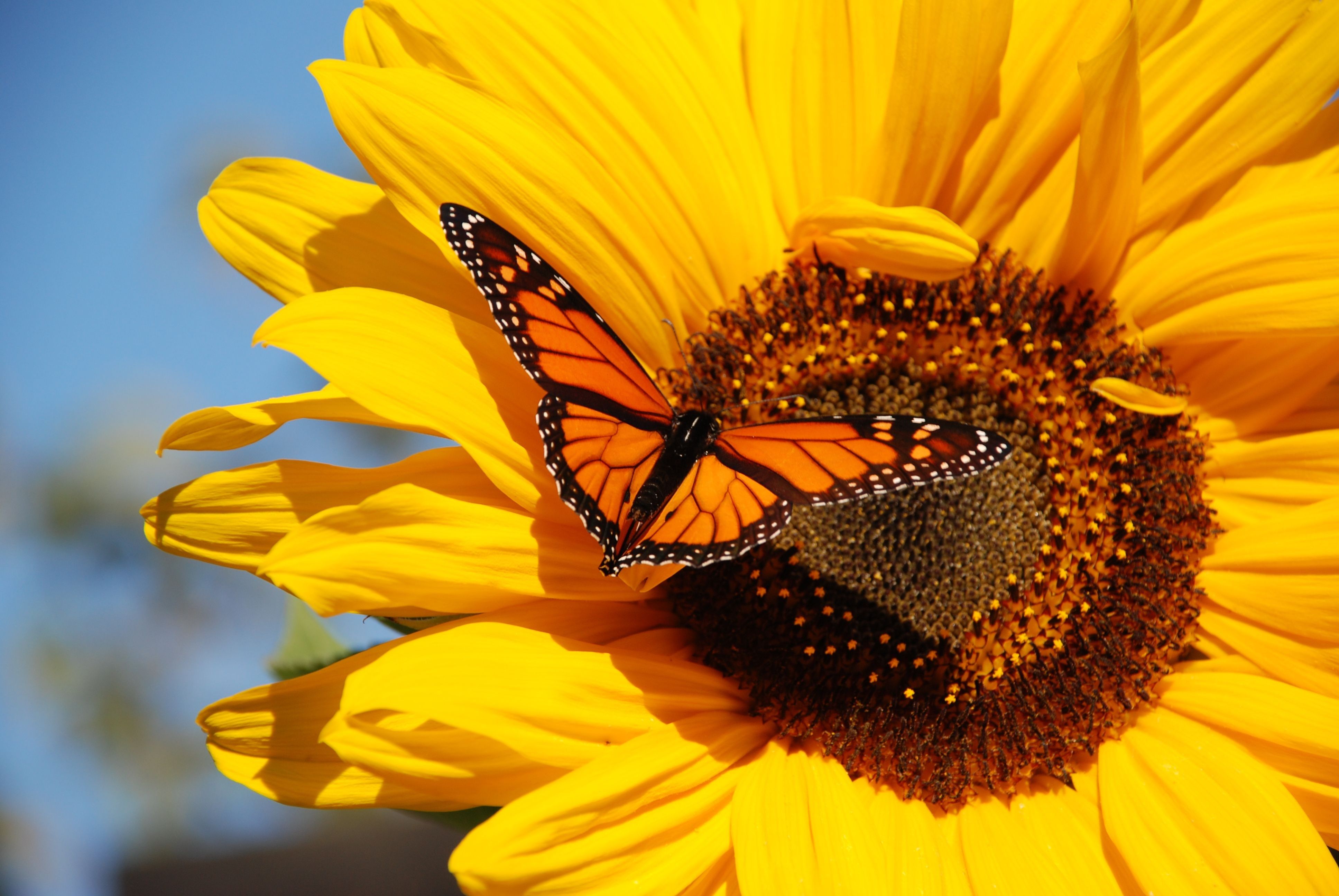 Wallpaper Sunflowers And Butterflies Wallpapers