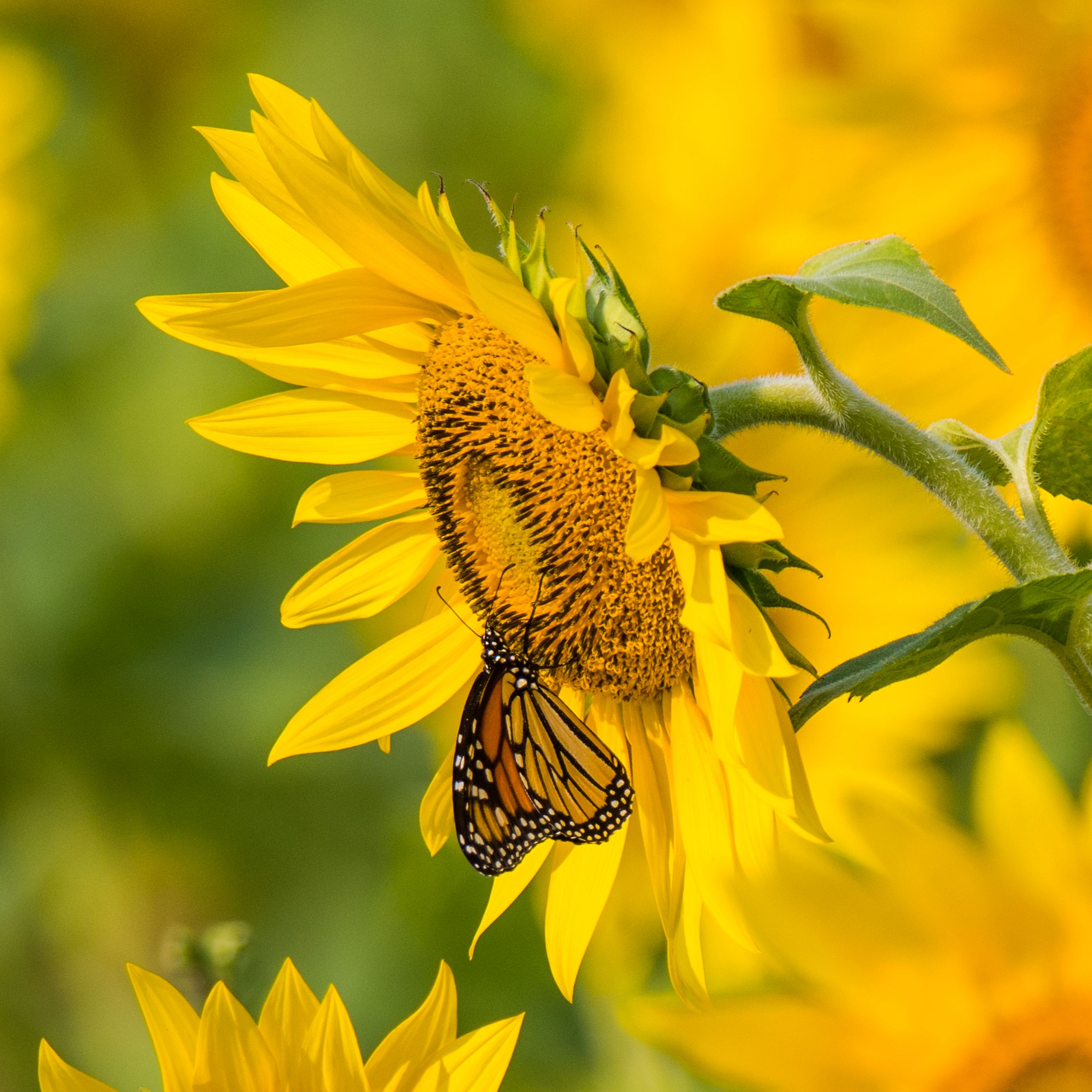 Wallpaper Sunflowers And Butterflies Wallpapers