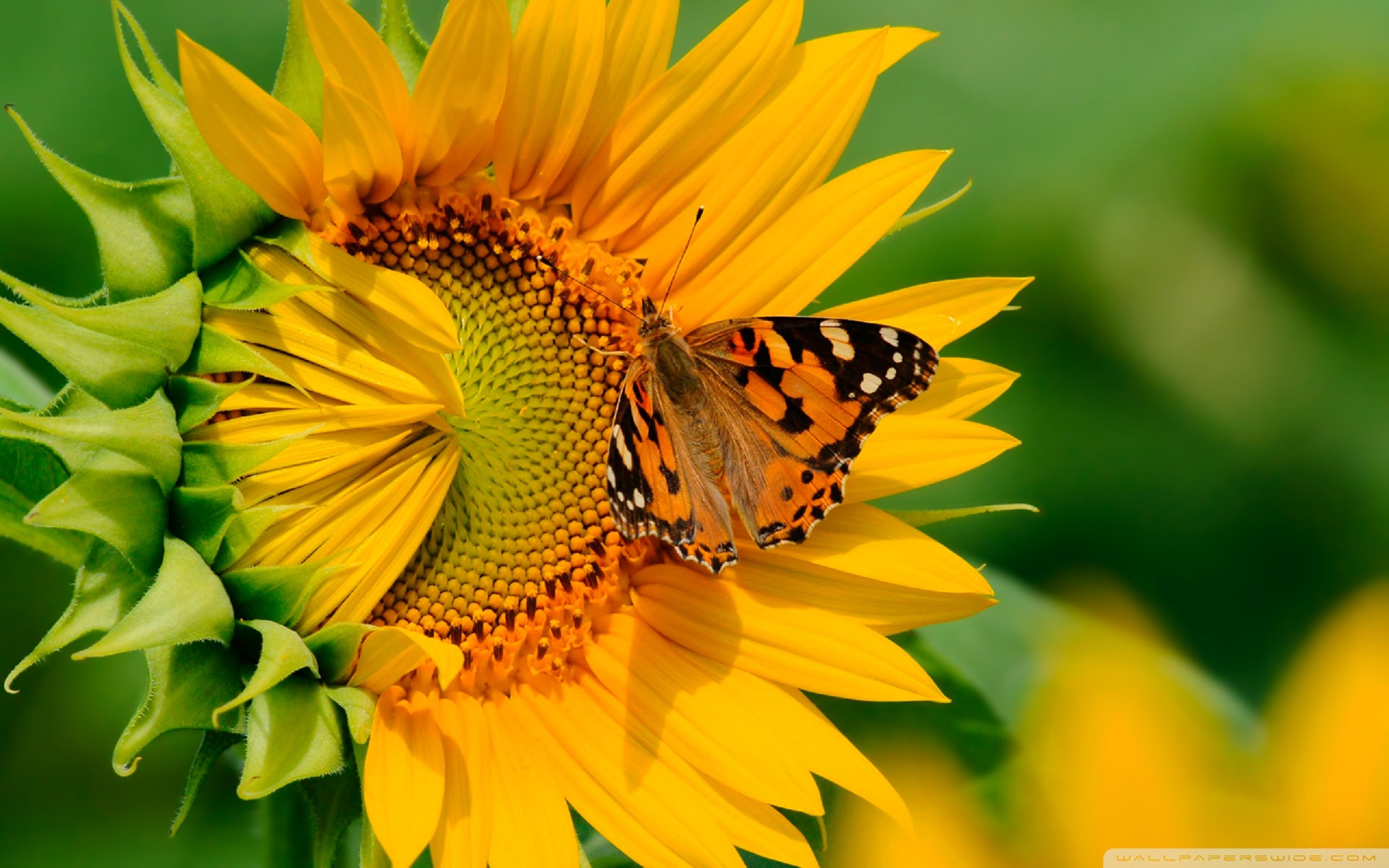 Wallpaper Sunflowers And Butterflies Wallpapers