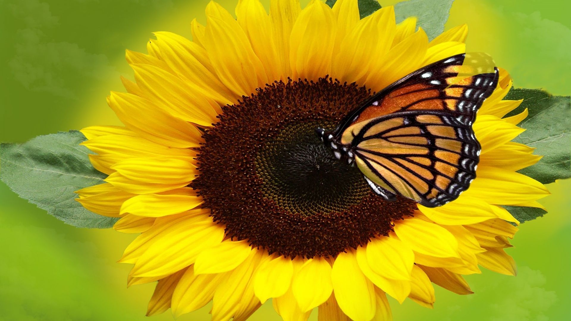 Wallpaper Sunflowers And Butterflies Wallpapers