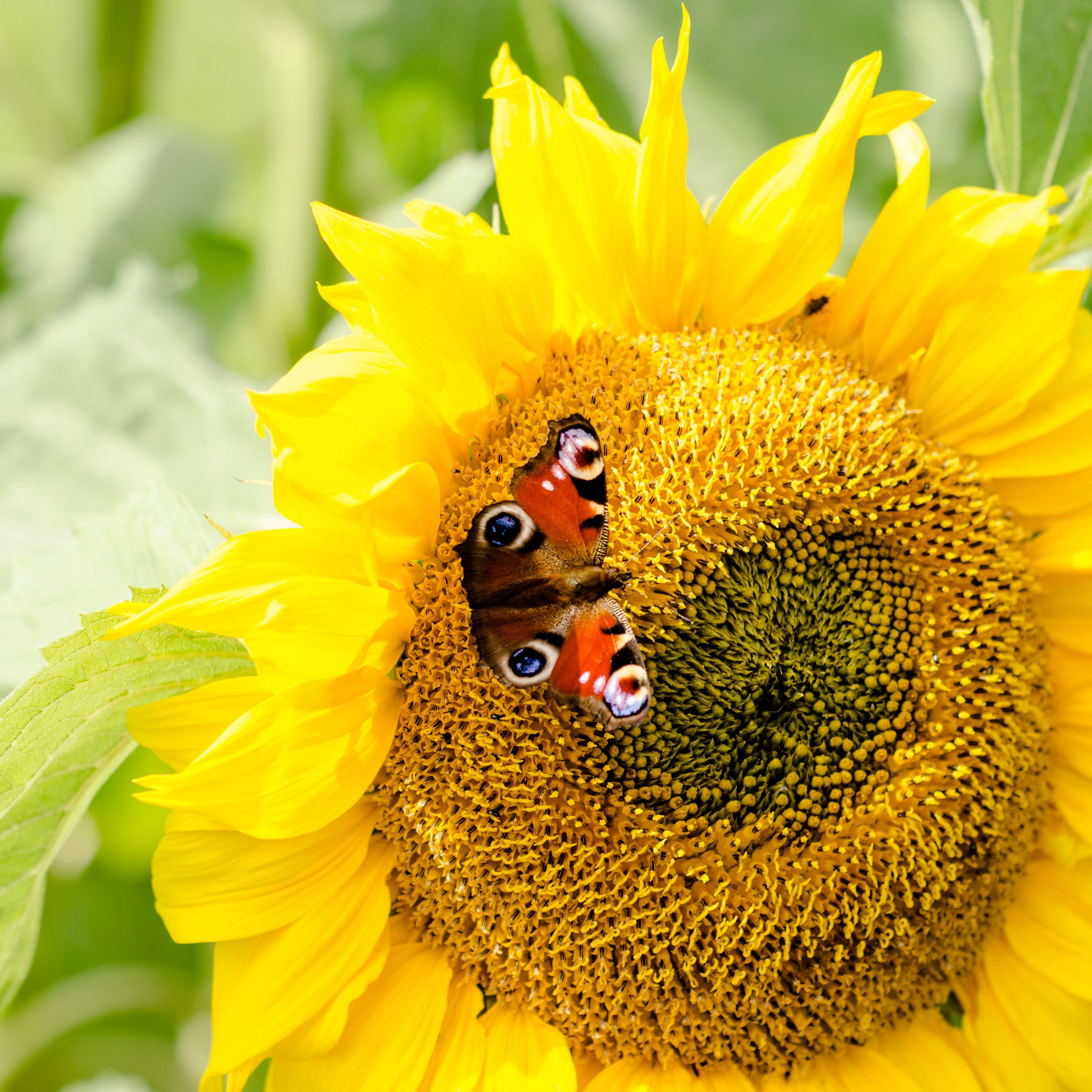 Wallpaper Sunflowers And Butterflies Wallpapers