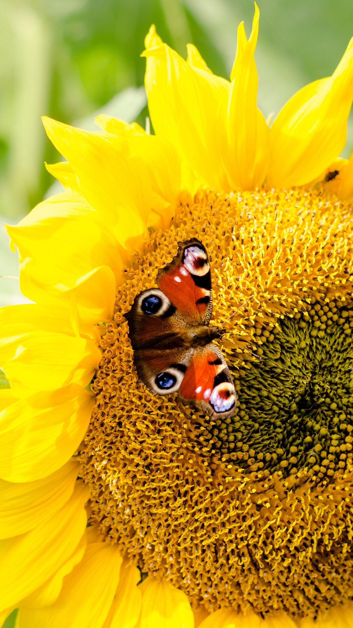 Wallpaper Sunflowers And Butterflies Wallpapers