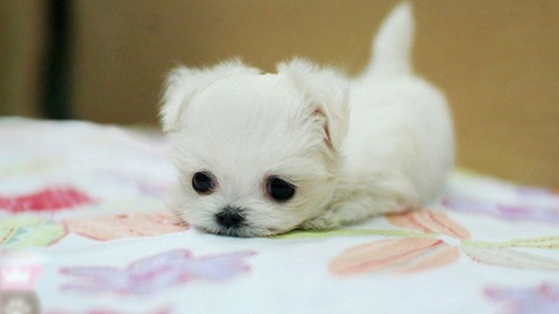 Wallpaper Tiny Cute Puppies Wallpapers