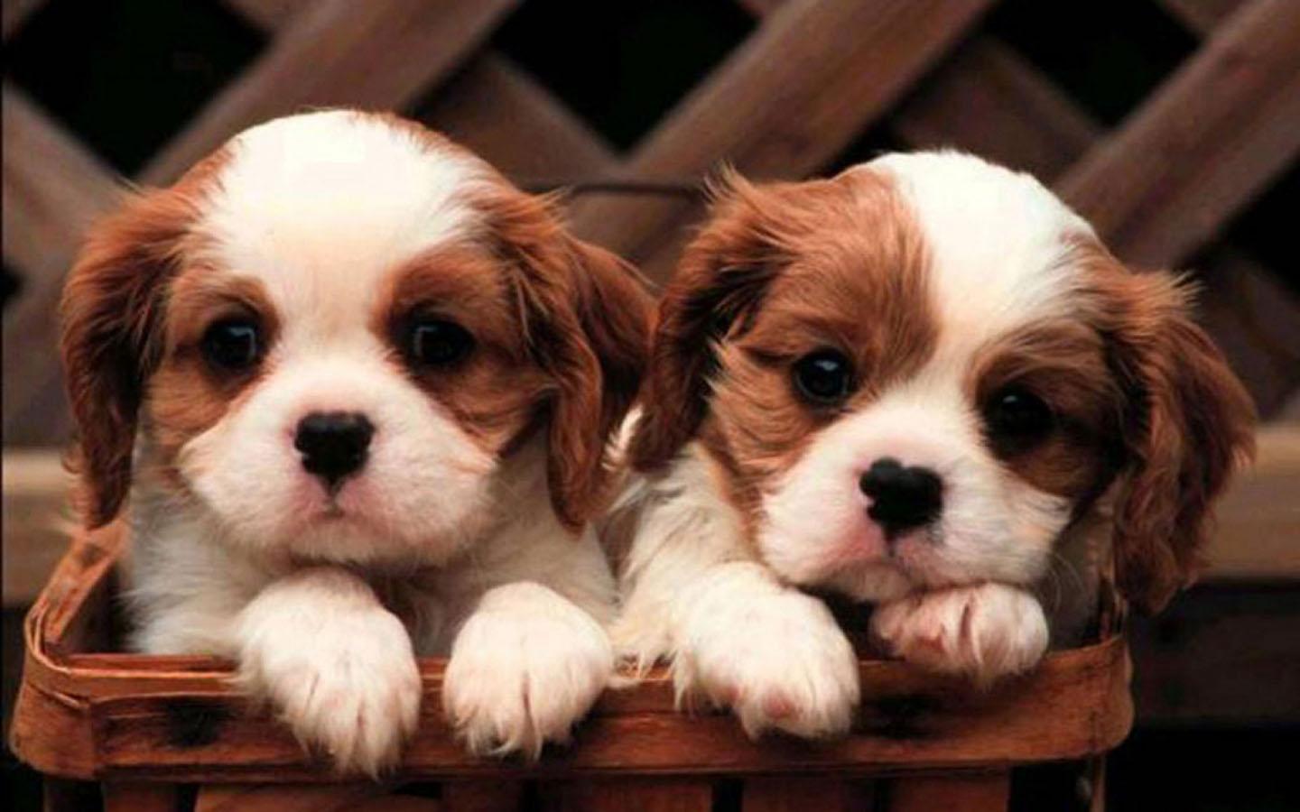 Wallpaper Tiny Cute Puppies Wallpapers