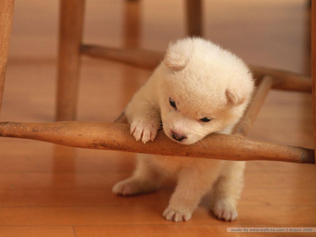 Wallpaper Tiny Cute Puppies Wallpapers