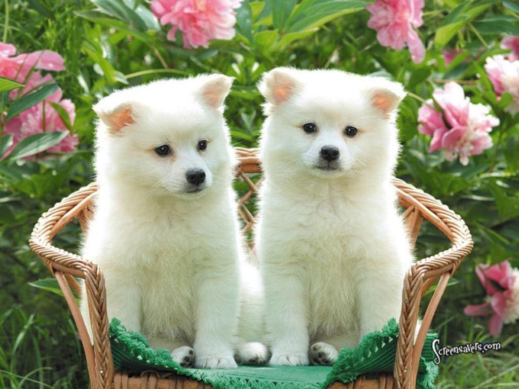 Wallpaper Tiny Cute Puppies Wallpapers