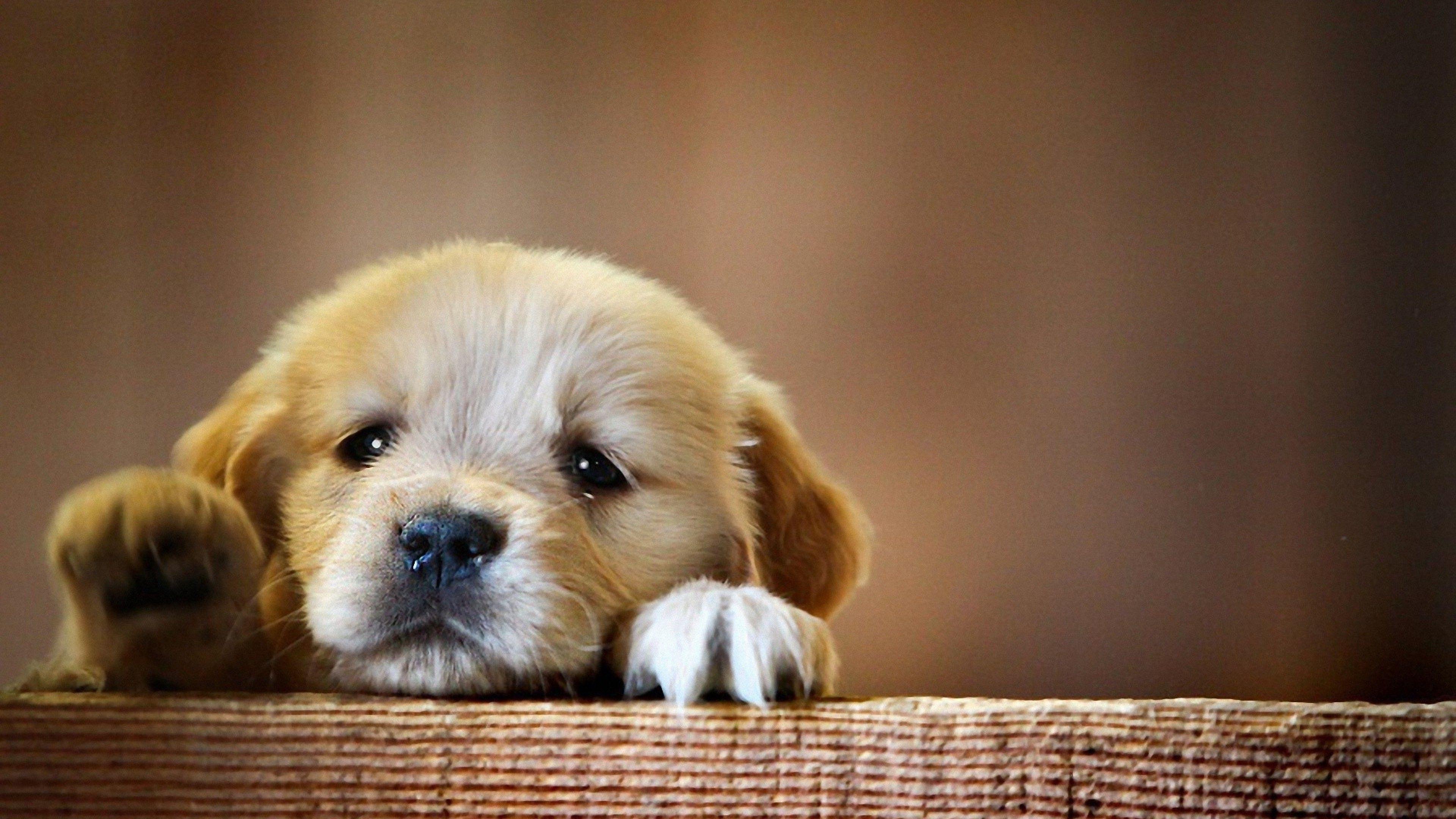 Wallpaper Tiny Cute Puppies Wallpapers