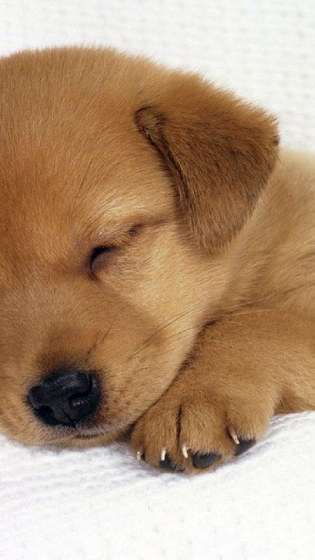 Wallpaper Tiny Cute Puppies Wallpapers