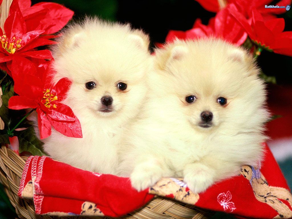 Wallpaper Tiny Cute Puppies Wallpapers