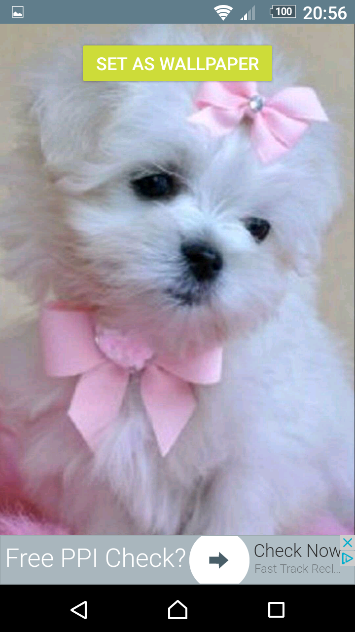 Wallpaper Tiny Cute Puppies Wallpapers