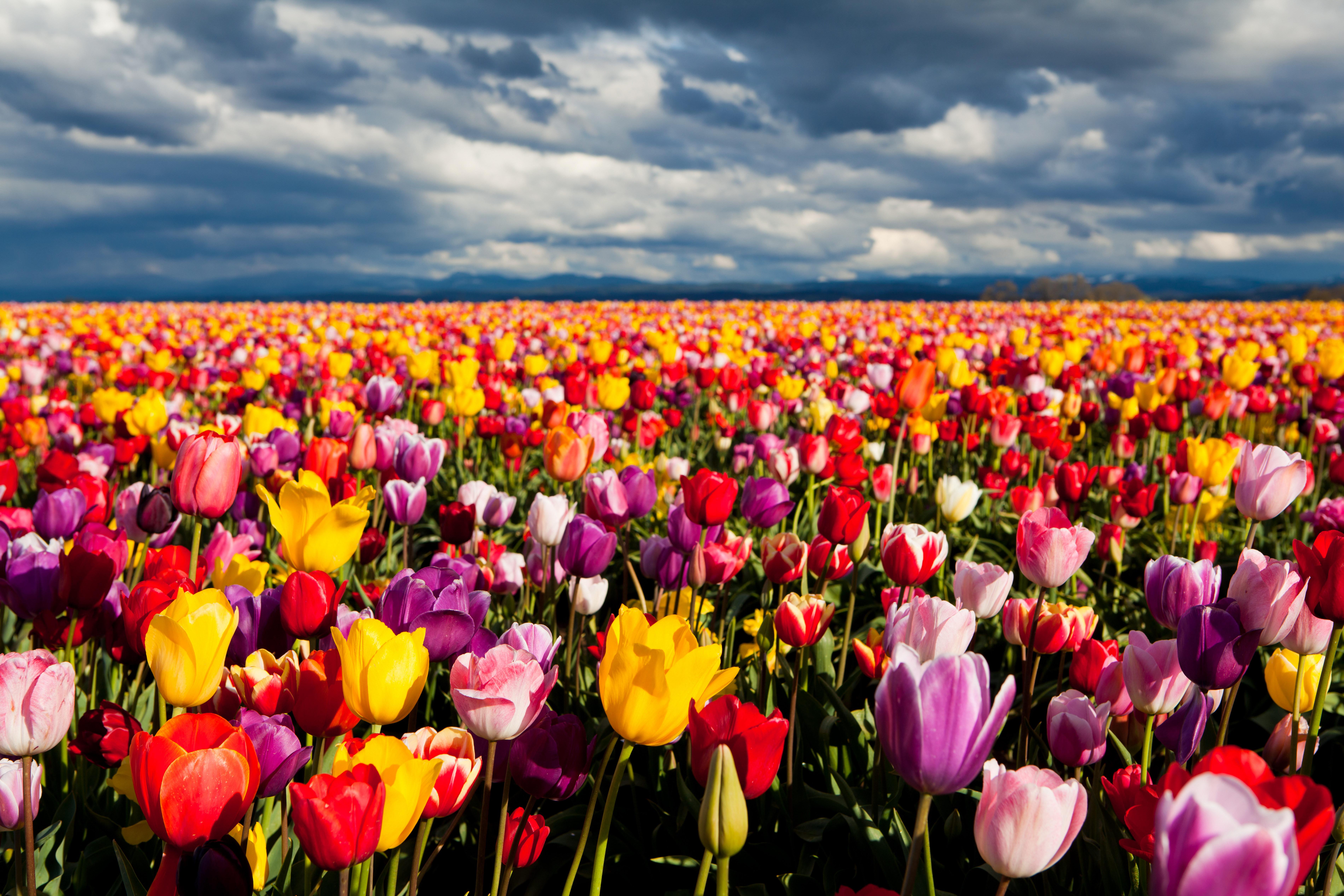 Wallpaper Tulips Wallpapers