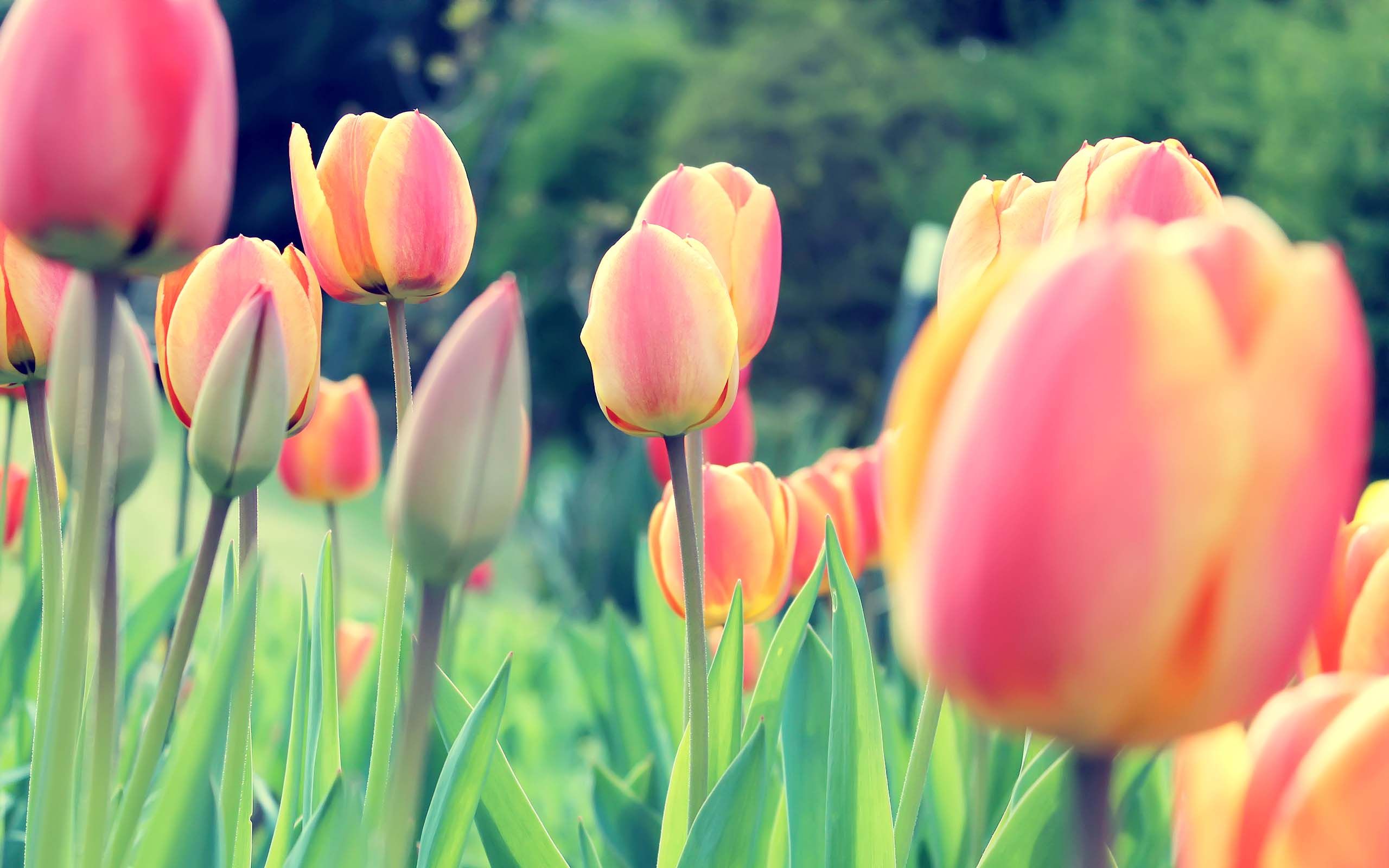 Wallpaper Tulips Wallpapers