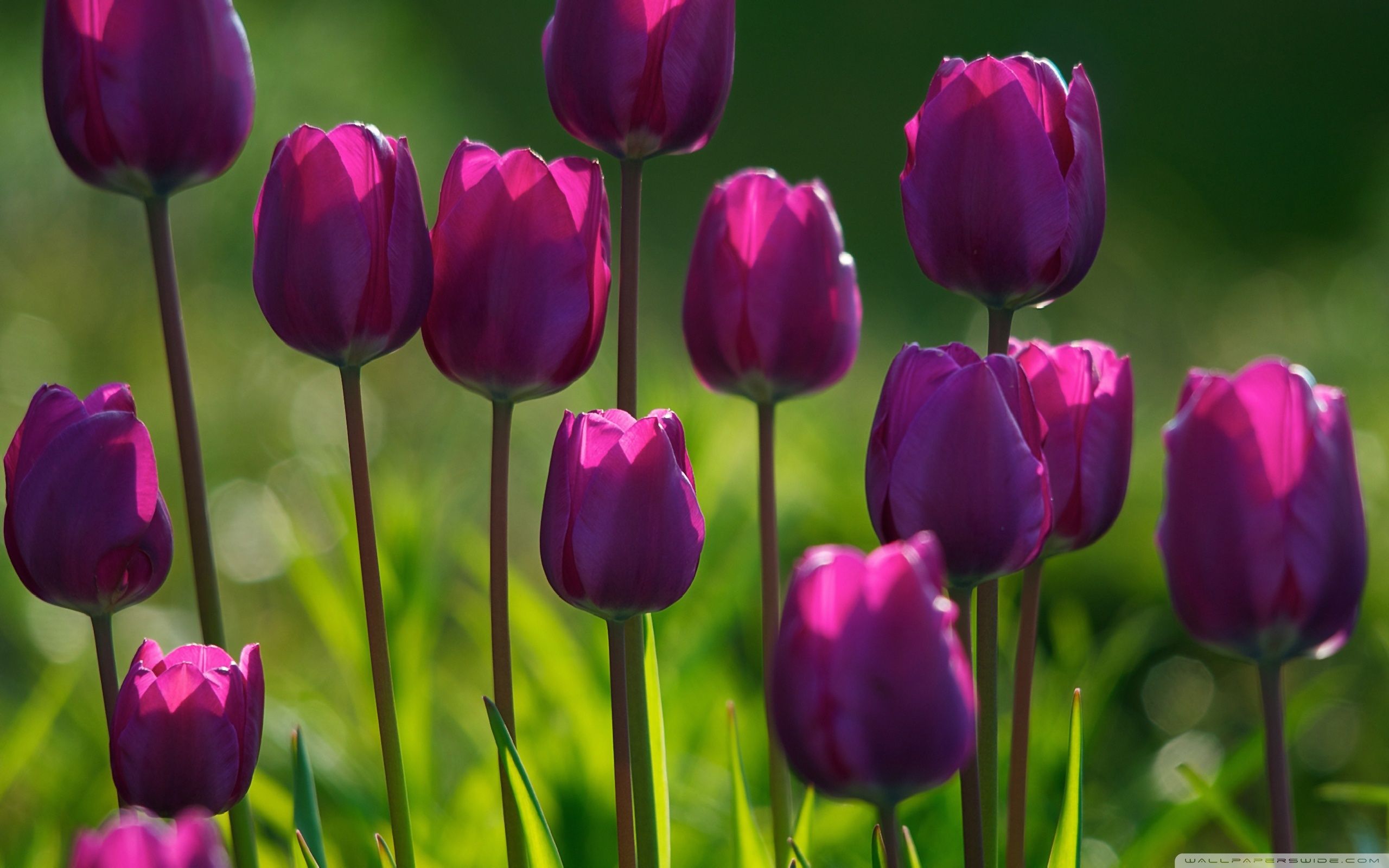 Wallpaper Tulips Wallpapers