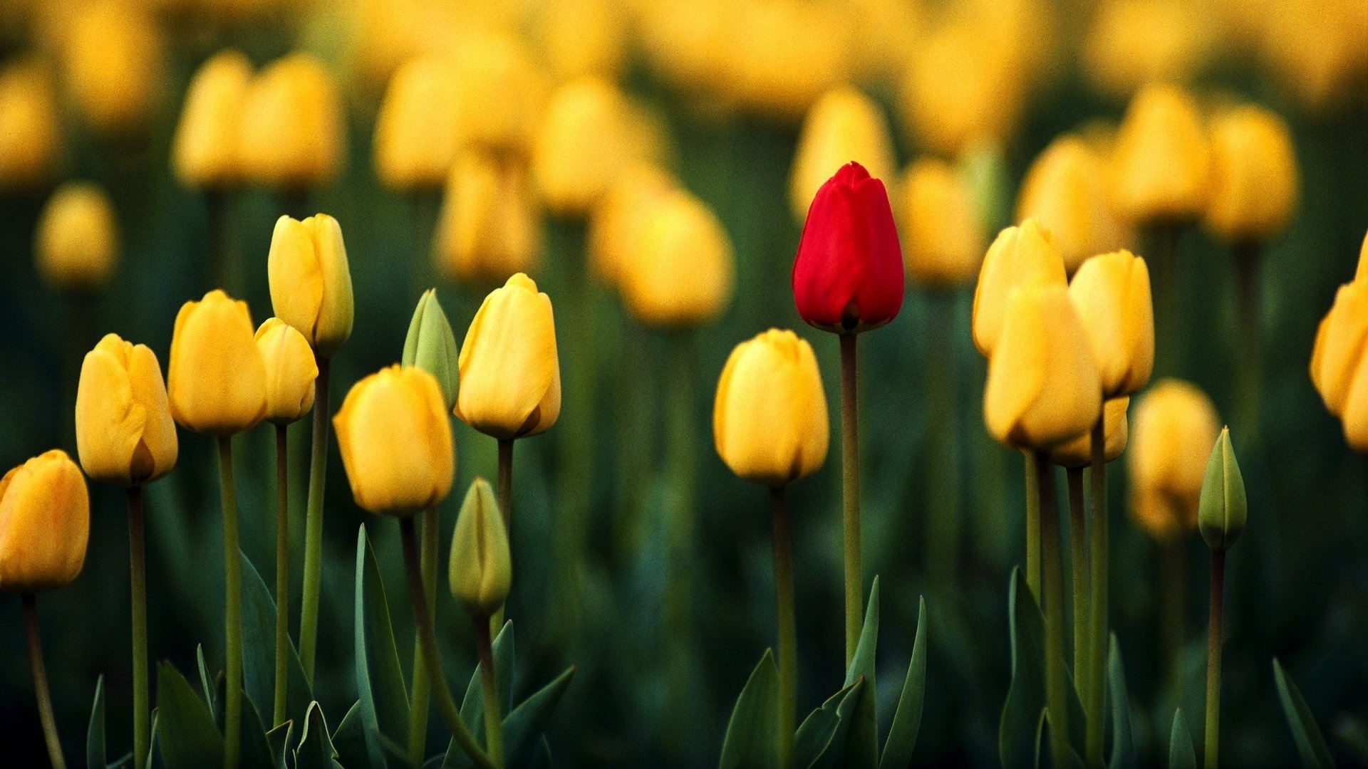 Wallpaper Tulips Wallpapers