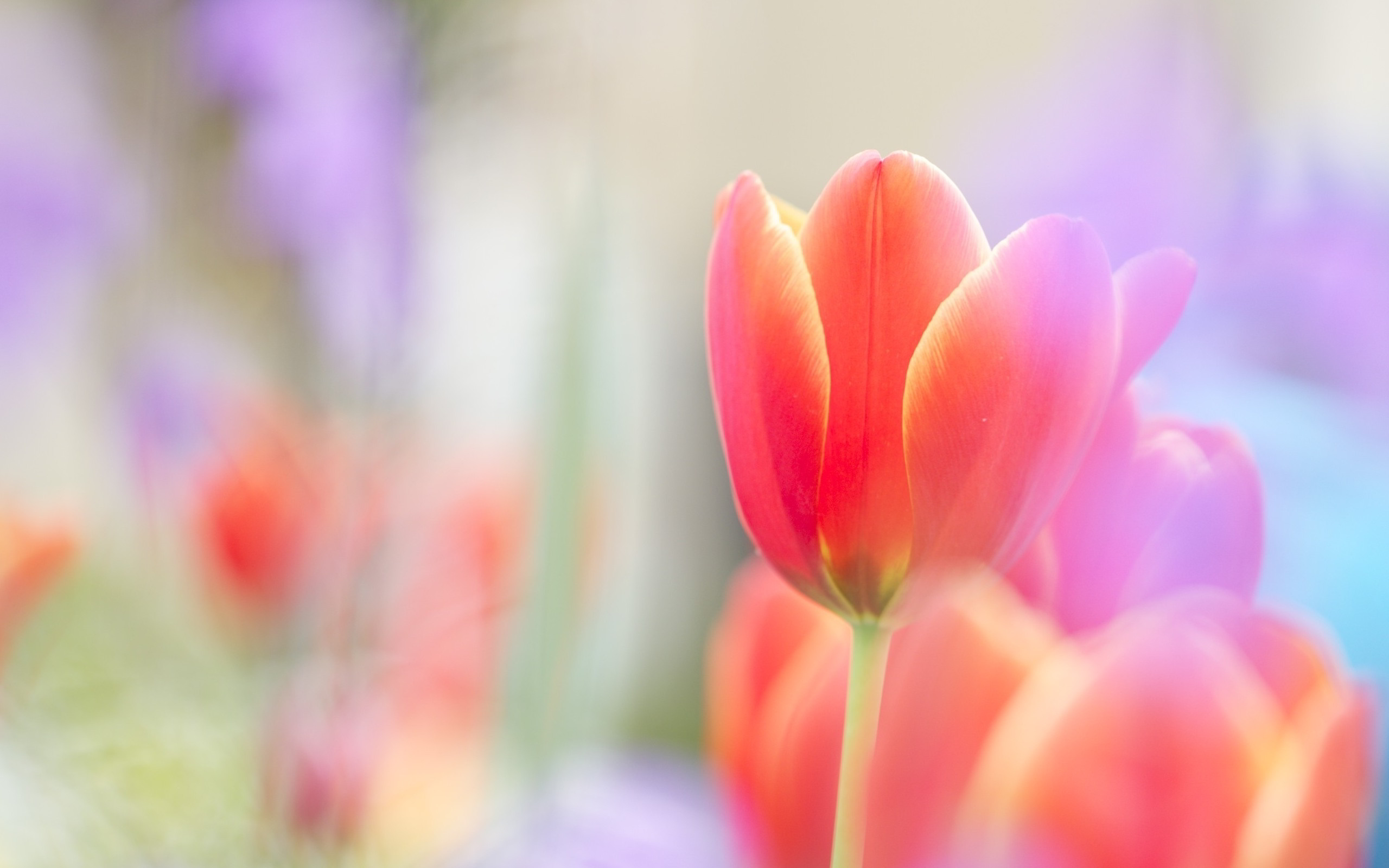 Wallpaper Tulips Wallpapers