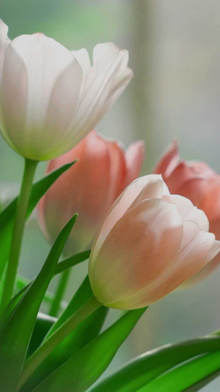 Wallpaper Tulips Wallpapers