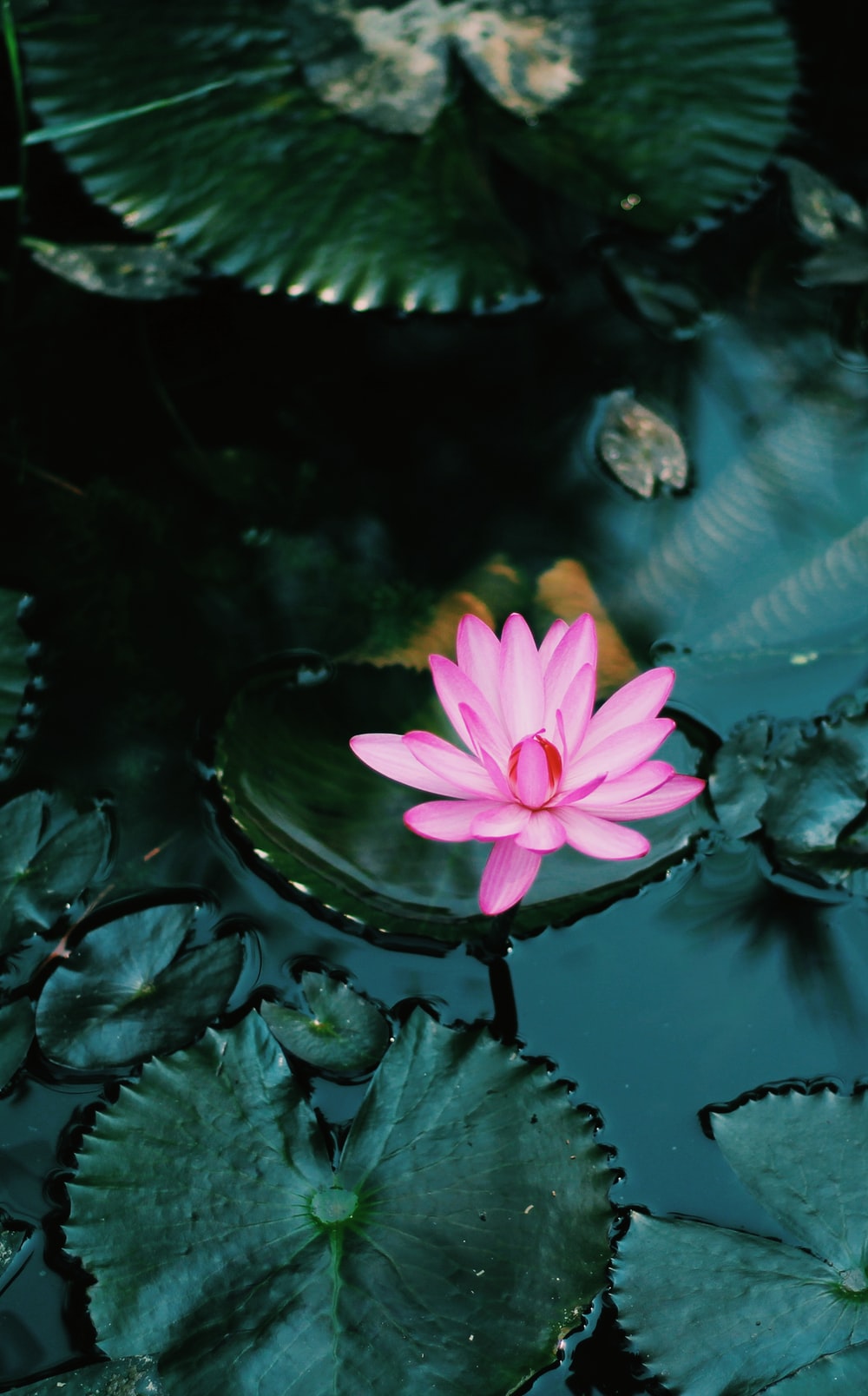 Wallpaper Water Flower Wallpapers