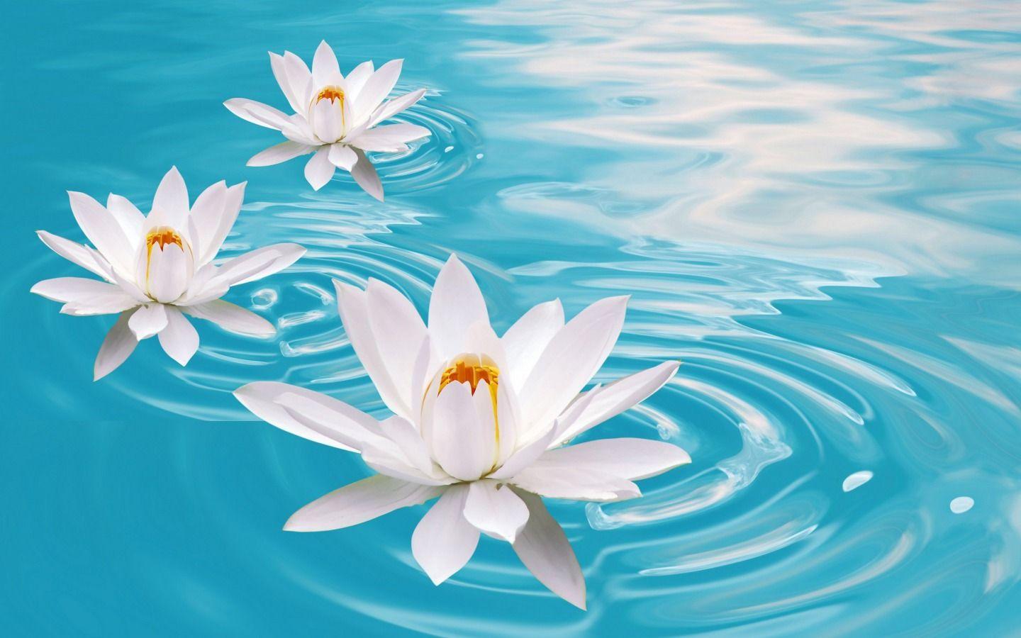 Wallpaper Water Flower Wallpapers