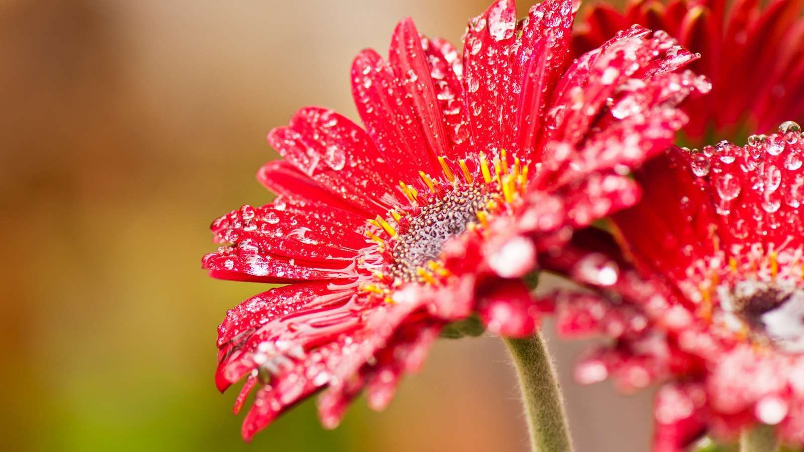 Wallpaper Water Flower Wallpapers