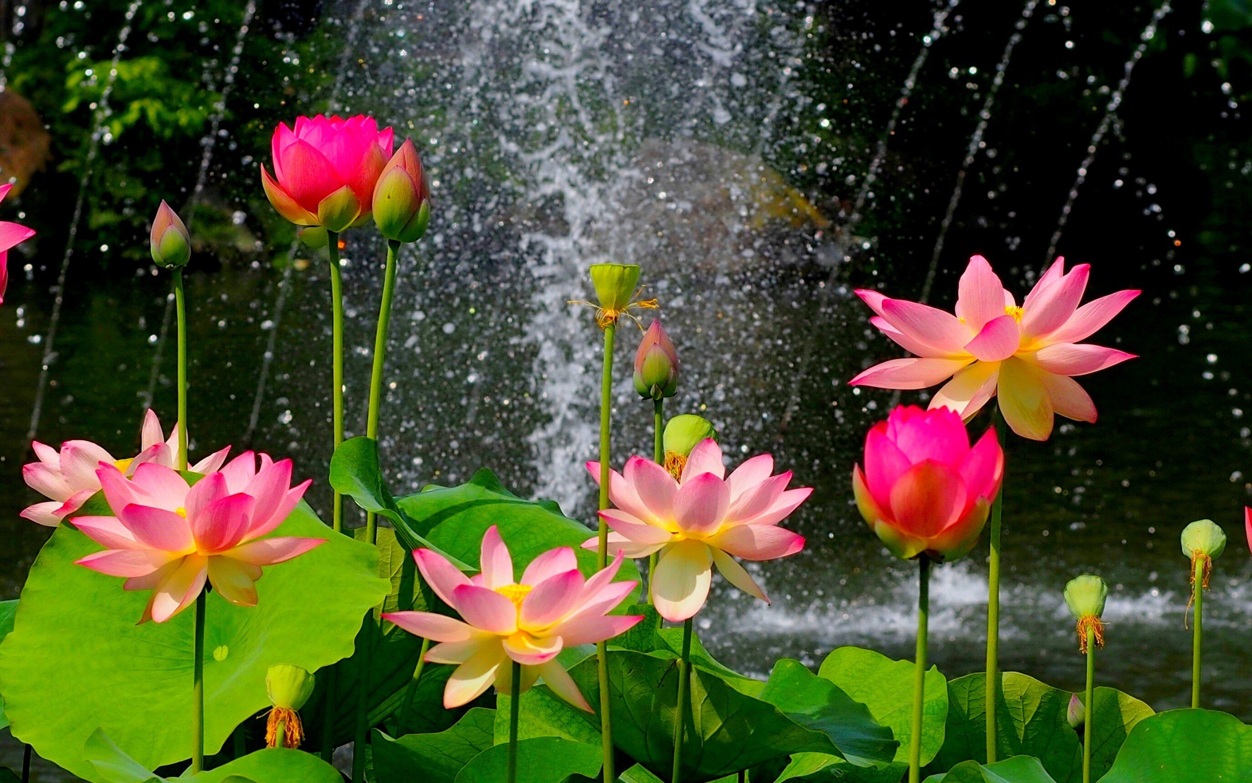 Wallpaper Water Flower Wallpapers