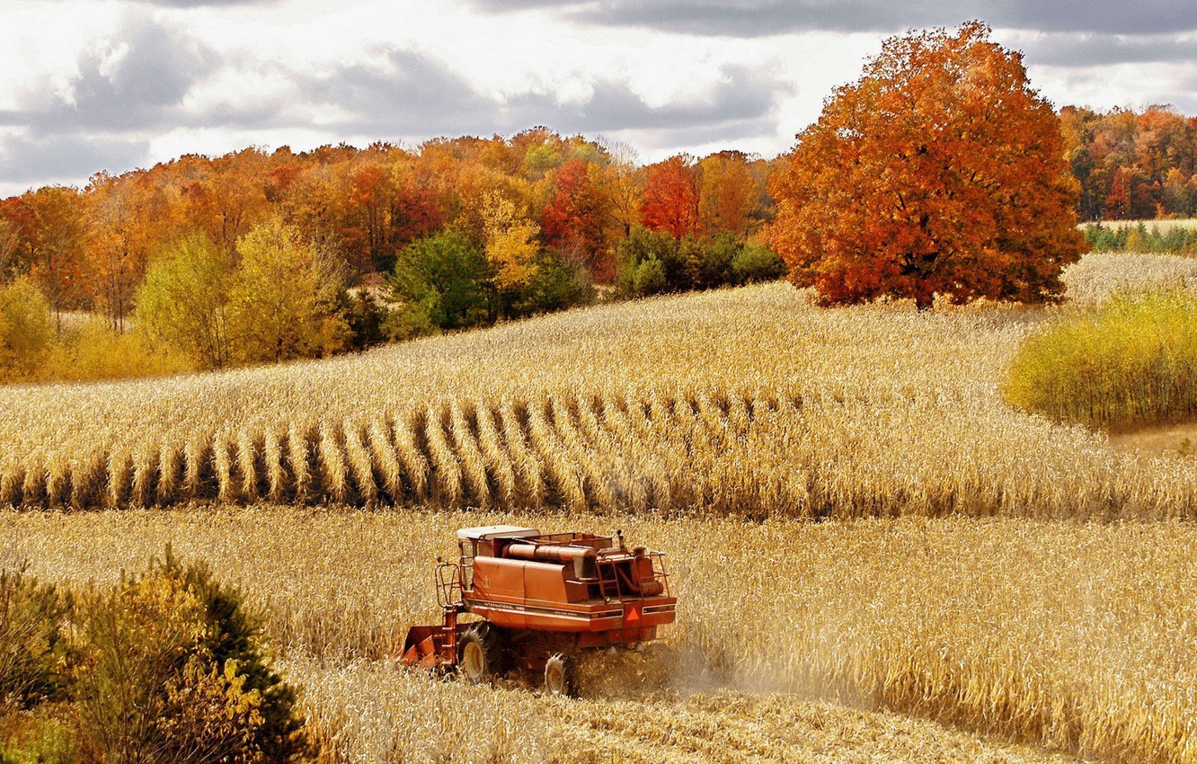 Wallpaper Wheat Field Wallpapers