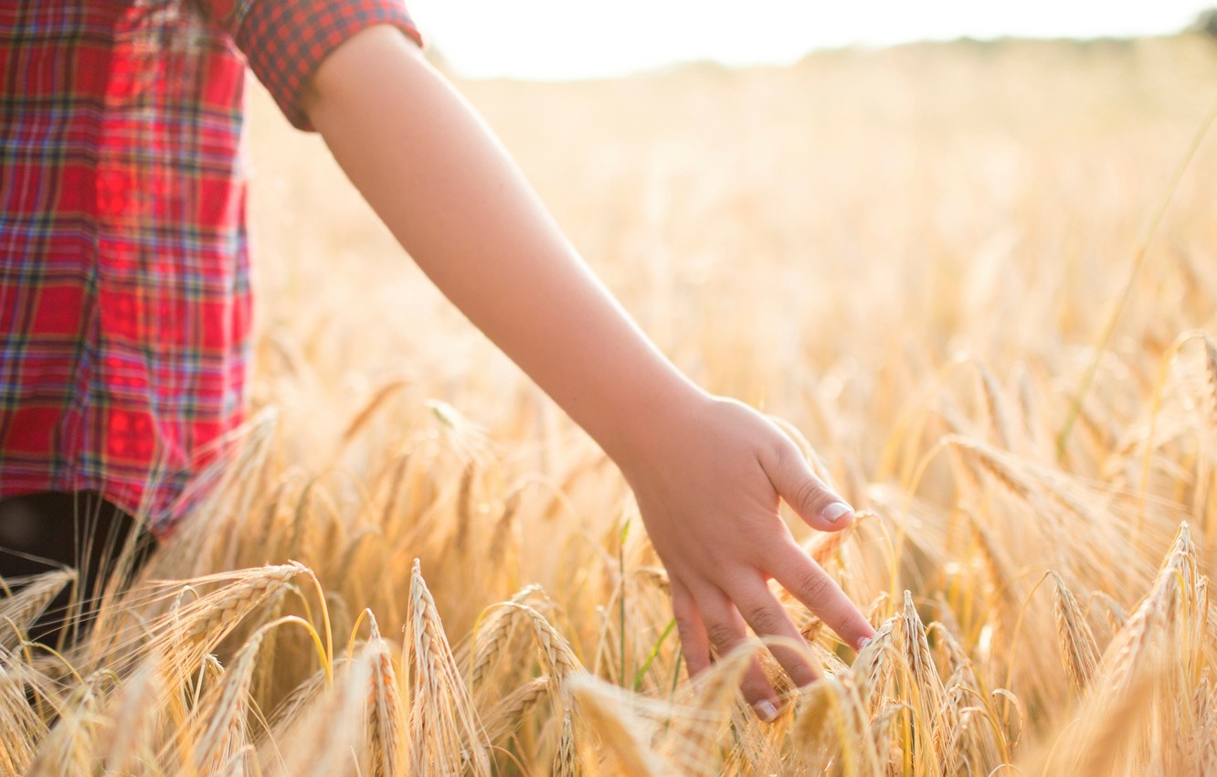 Wallpaper Wheat Field Wallpapers