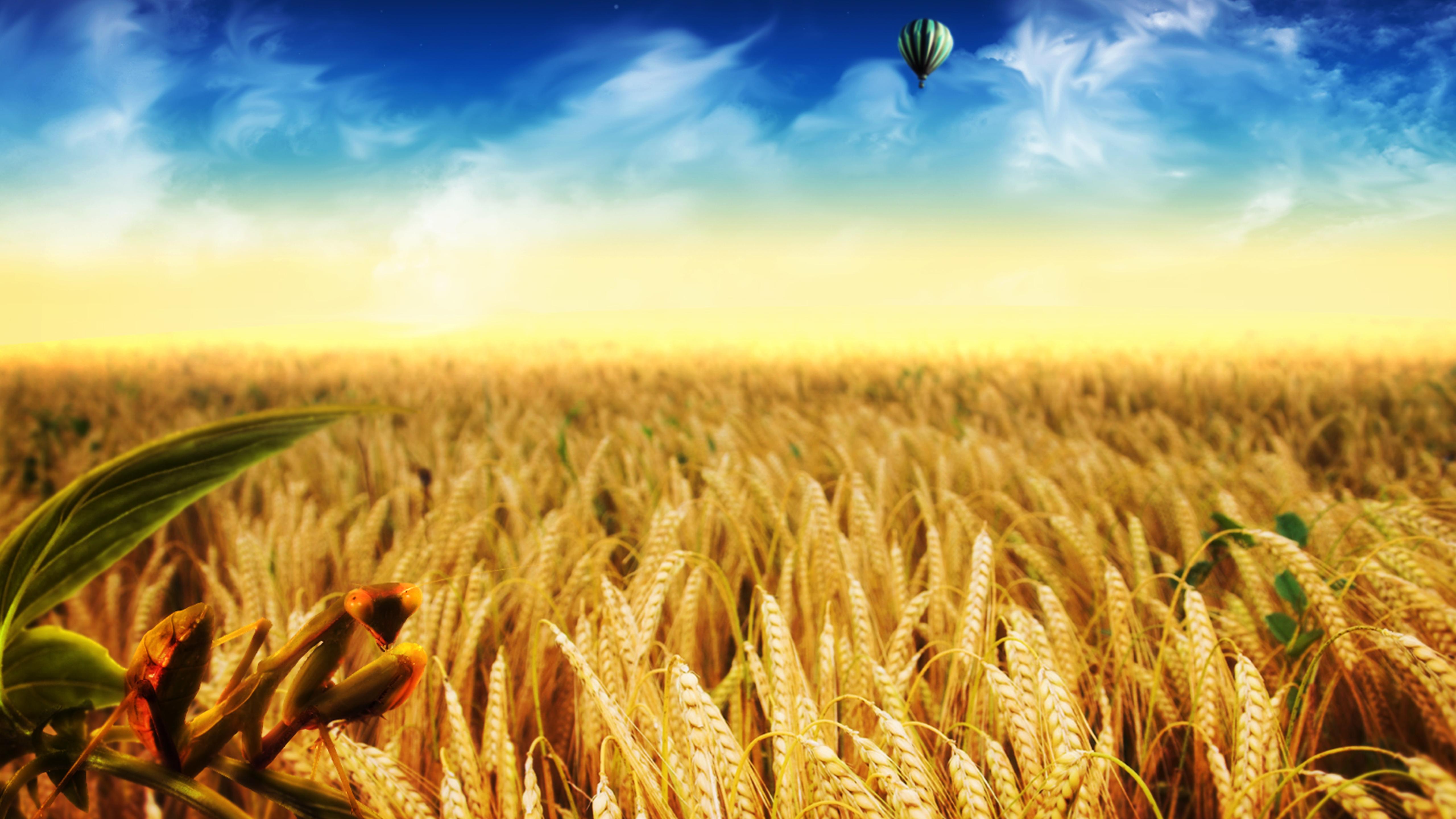 Wallpaper Wheat Field Wallpapers