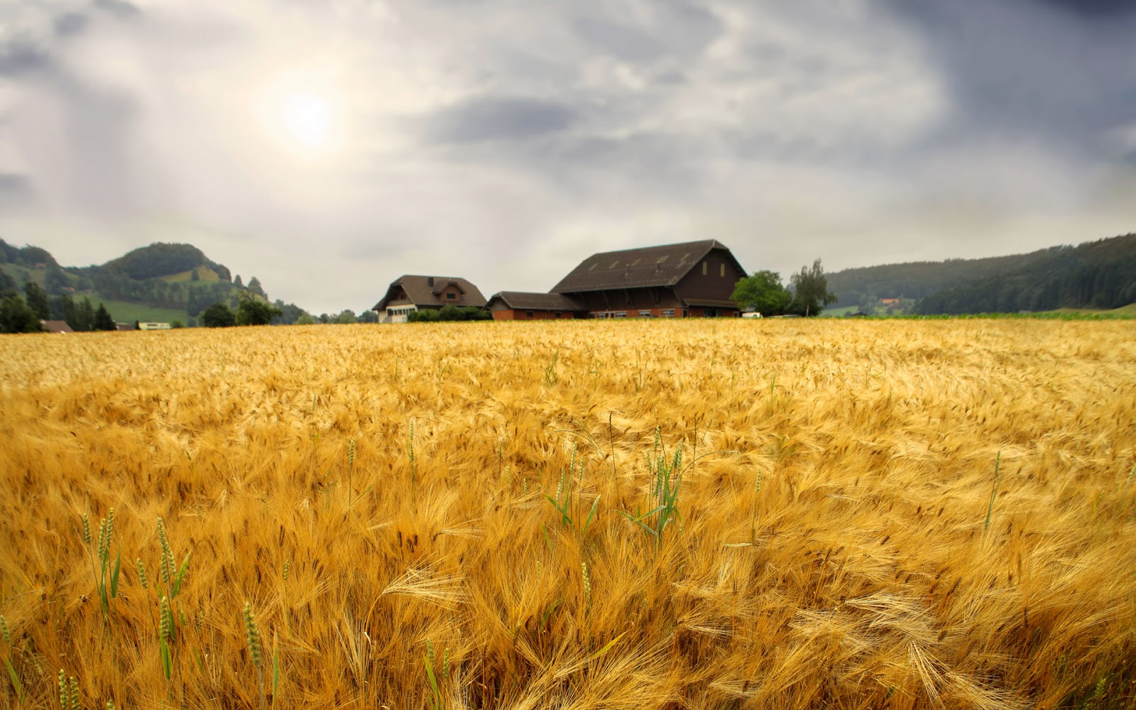 Wallpaper Wheat Field Wallpapers