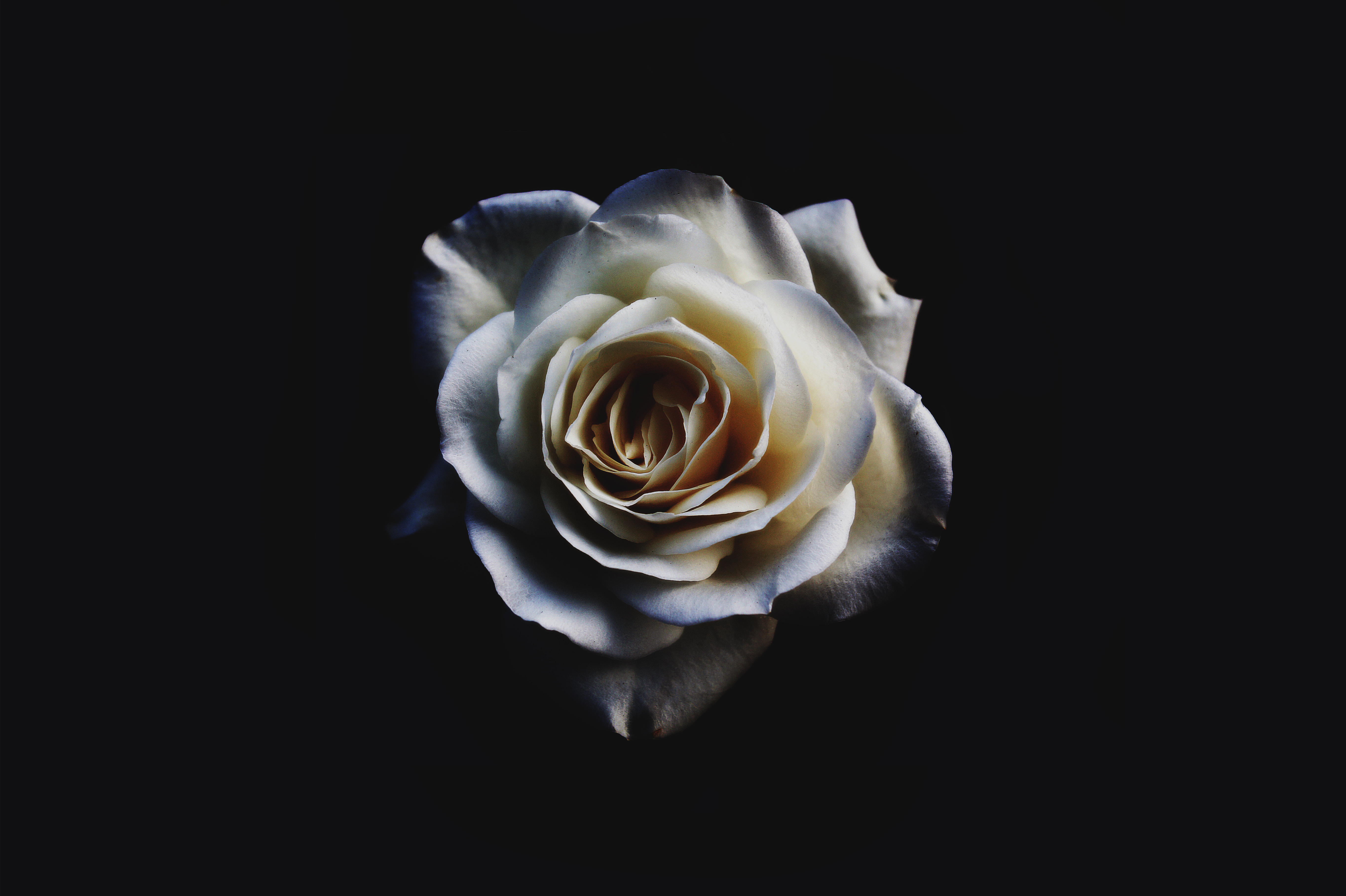 Wallpaper White Roses Wallpapers