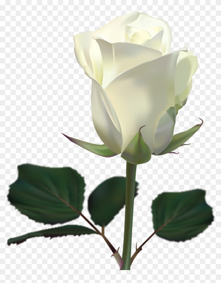 Wallpaper White Roses Wallpapers