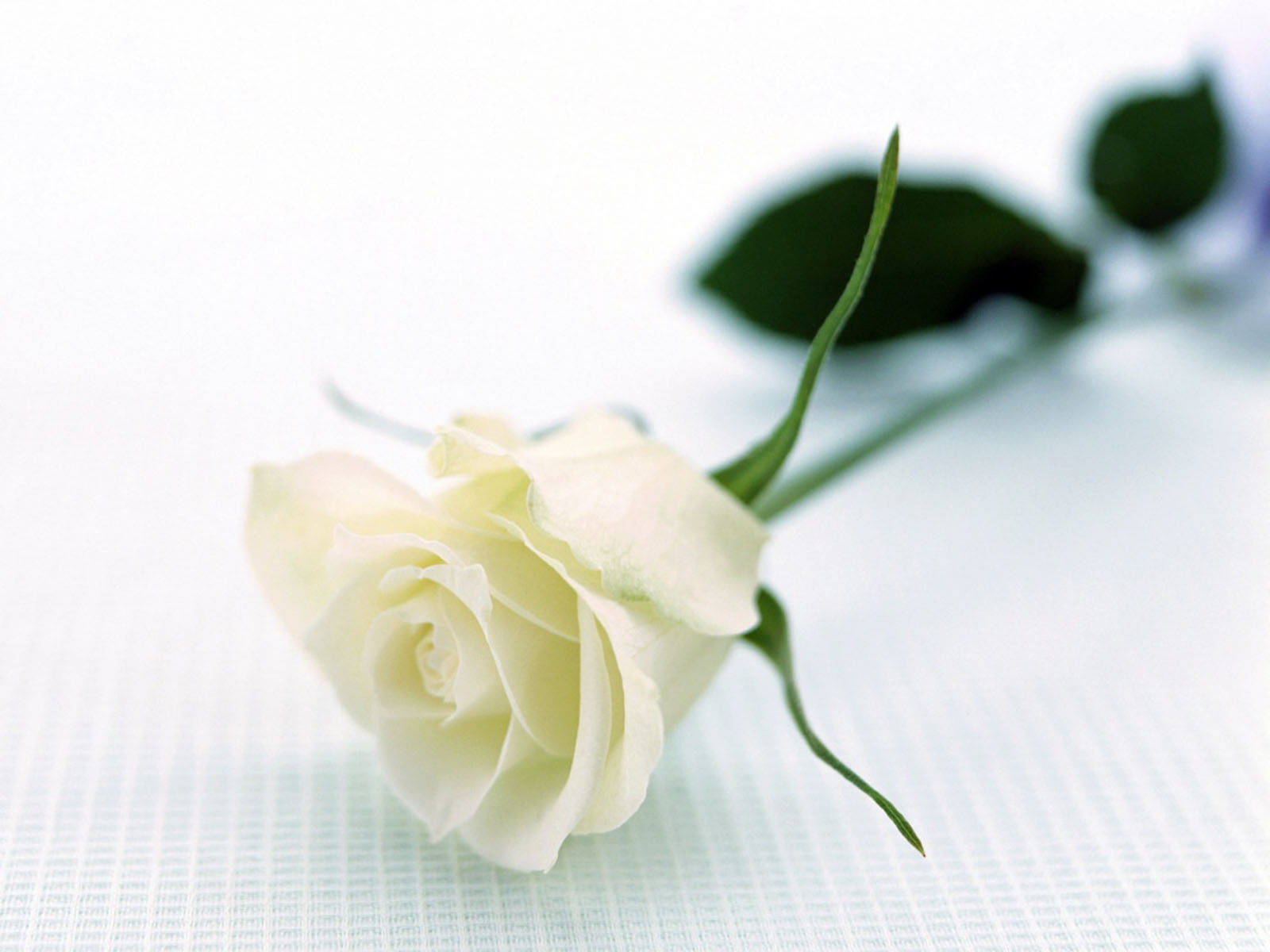 Wallpaper White Roses Wallpapers