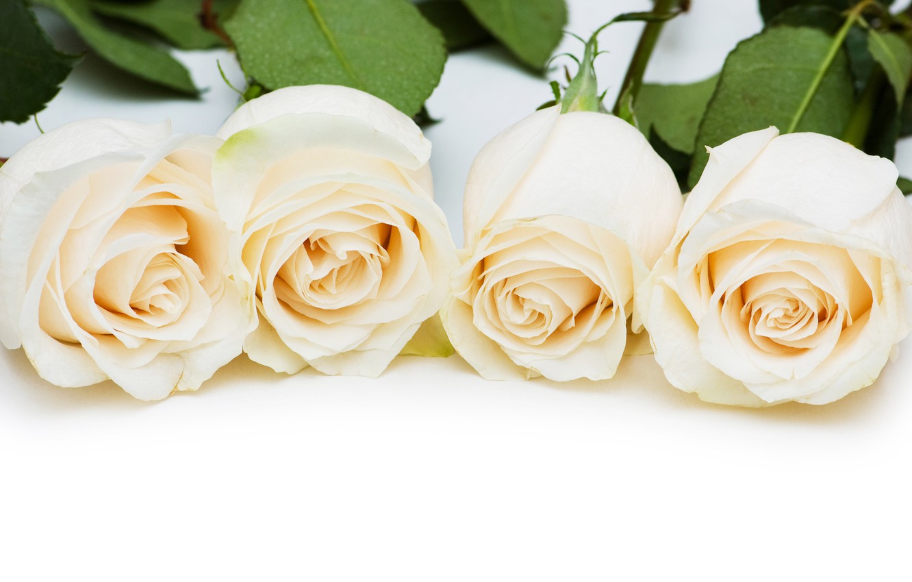 Wallpaper White Roses Wallpapers