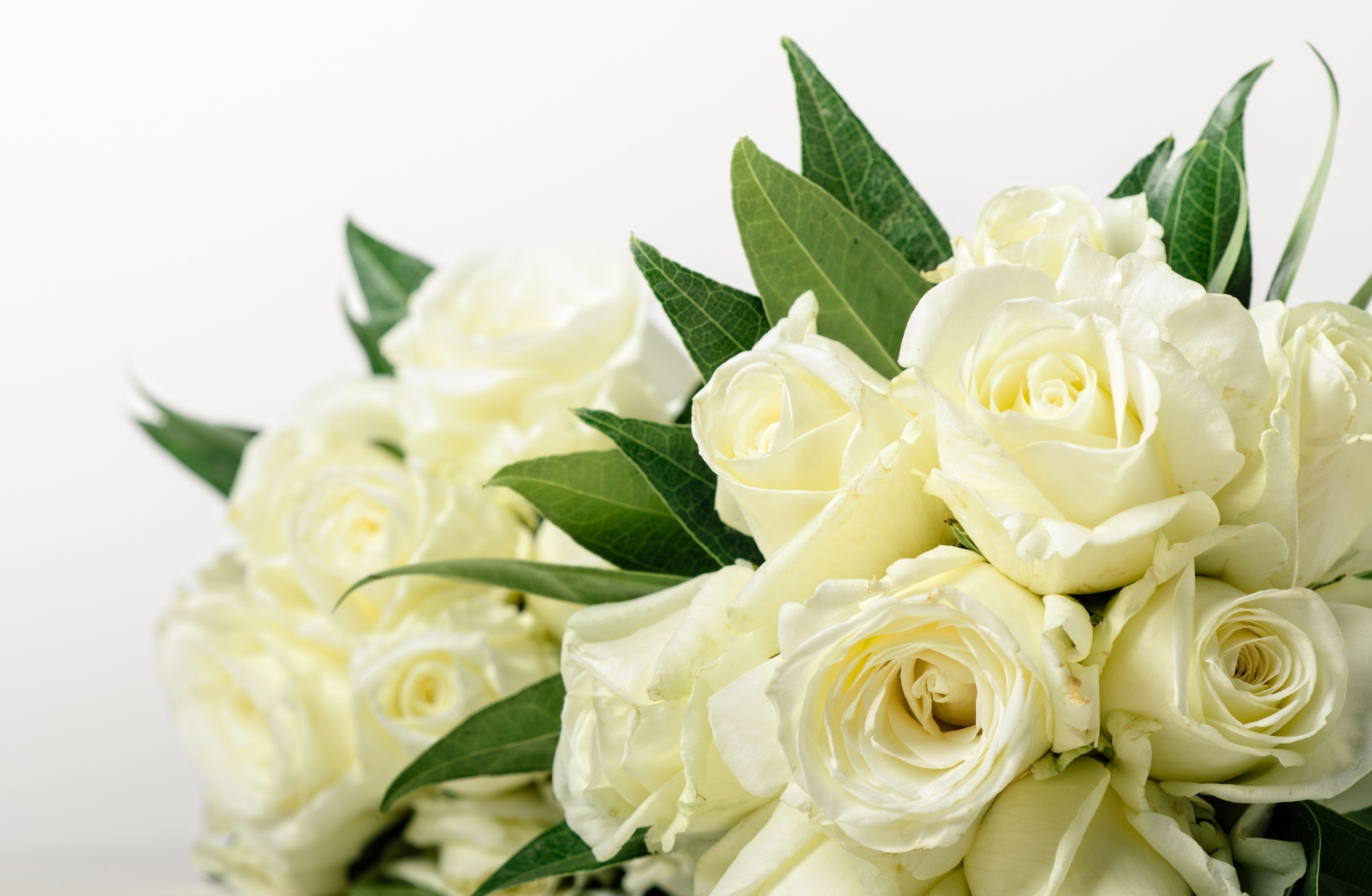 Wallpaper White Roses Wallpapers