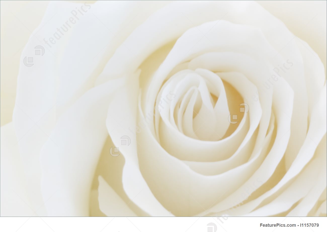 Wallpaper White Roses Wallpapers