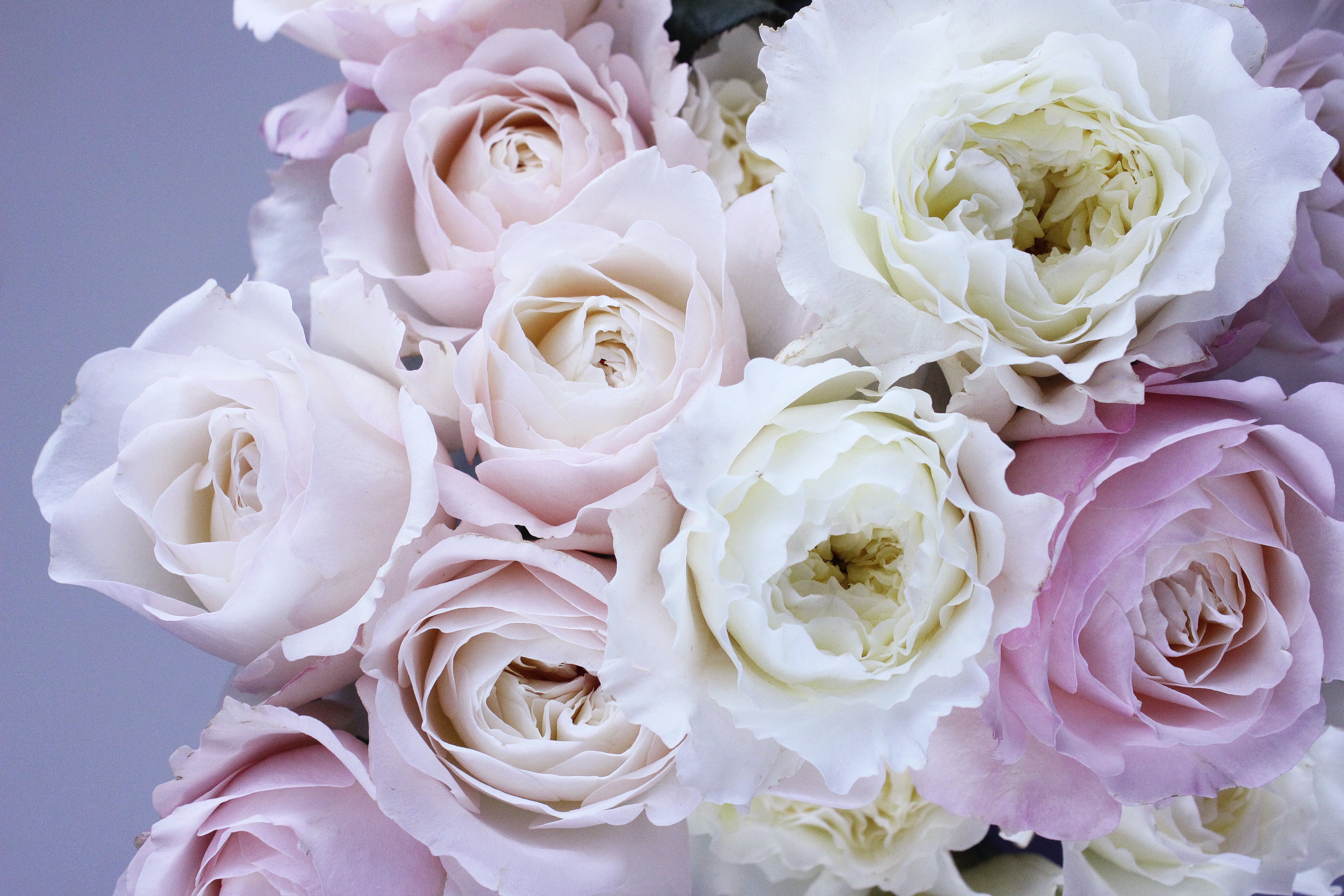 Wallpaper White Roses Wallpapers