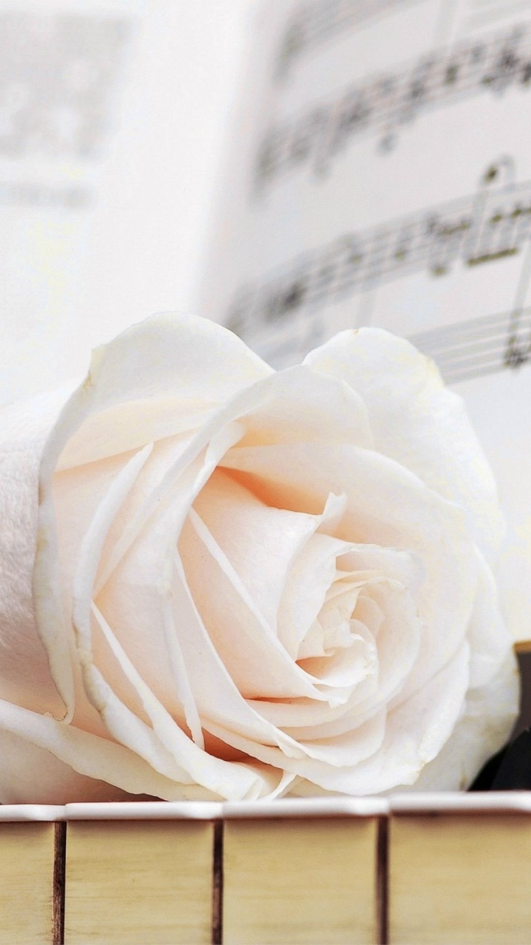 Wallpaper White Roses Wallpapers