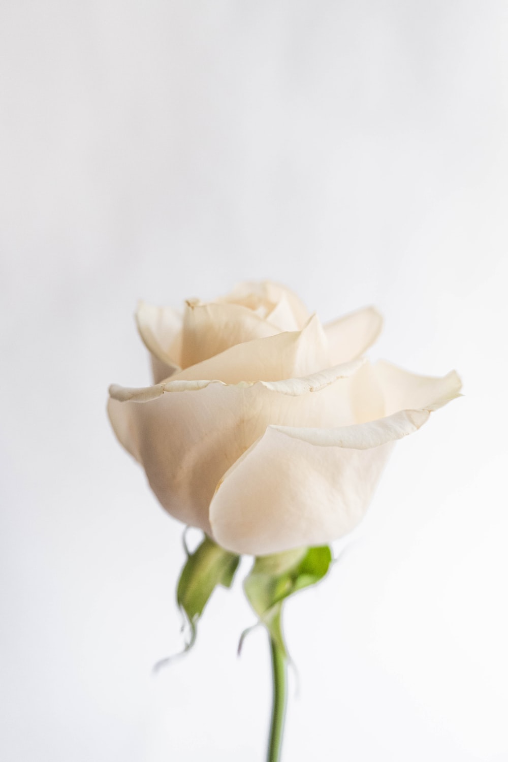 Wallpaper White Roses Wallpapers