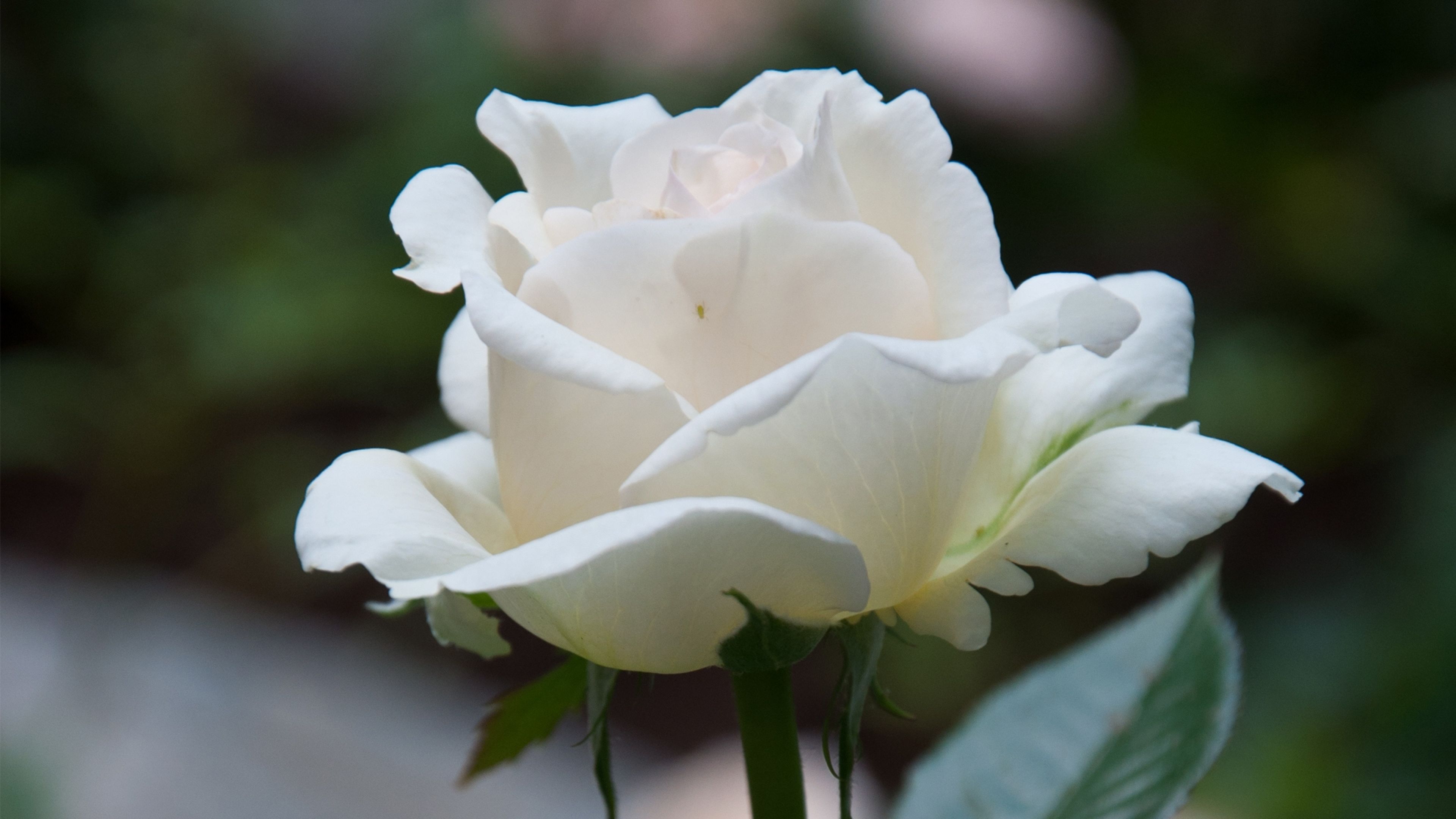 Wallpaper White Roses Wallpapers