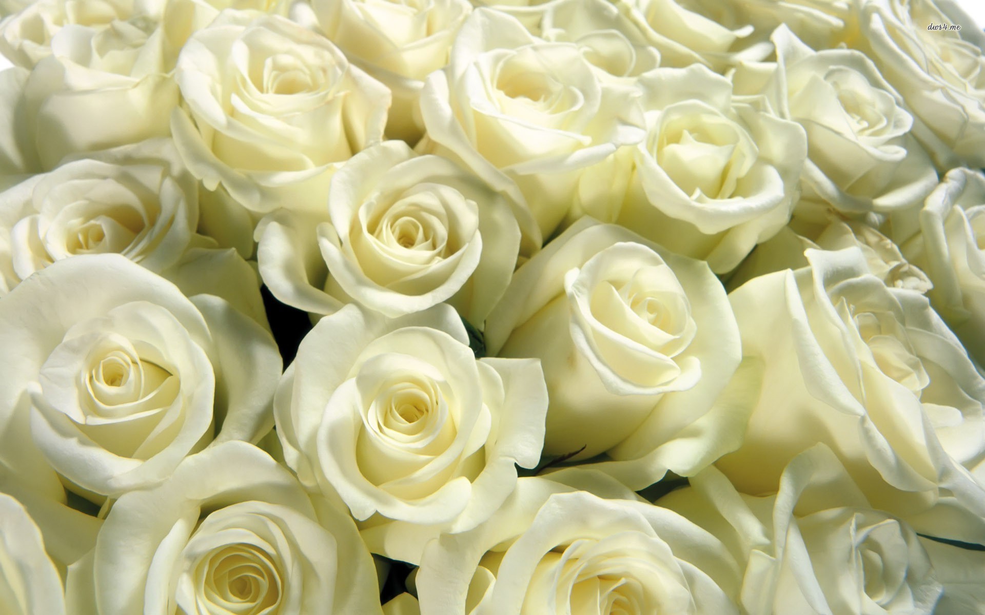 Wallpaper White Roses Wallpapers