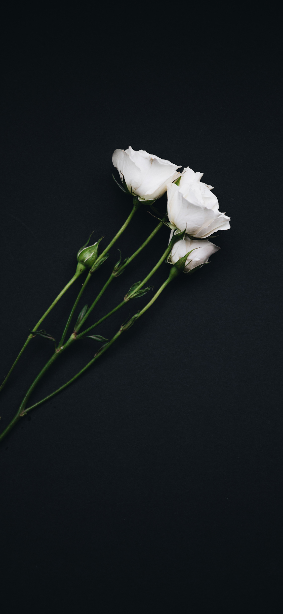 Wallpaper White Roses Wallpapers