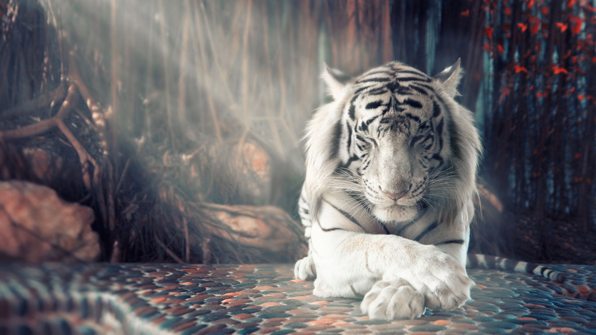 Wallpaper White Tiger Wallpapers