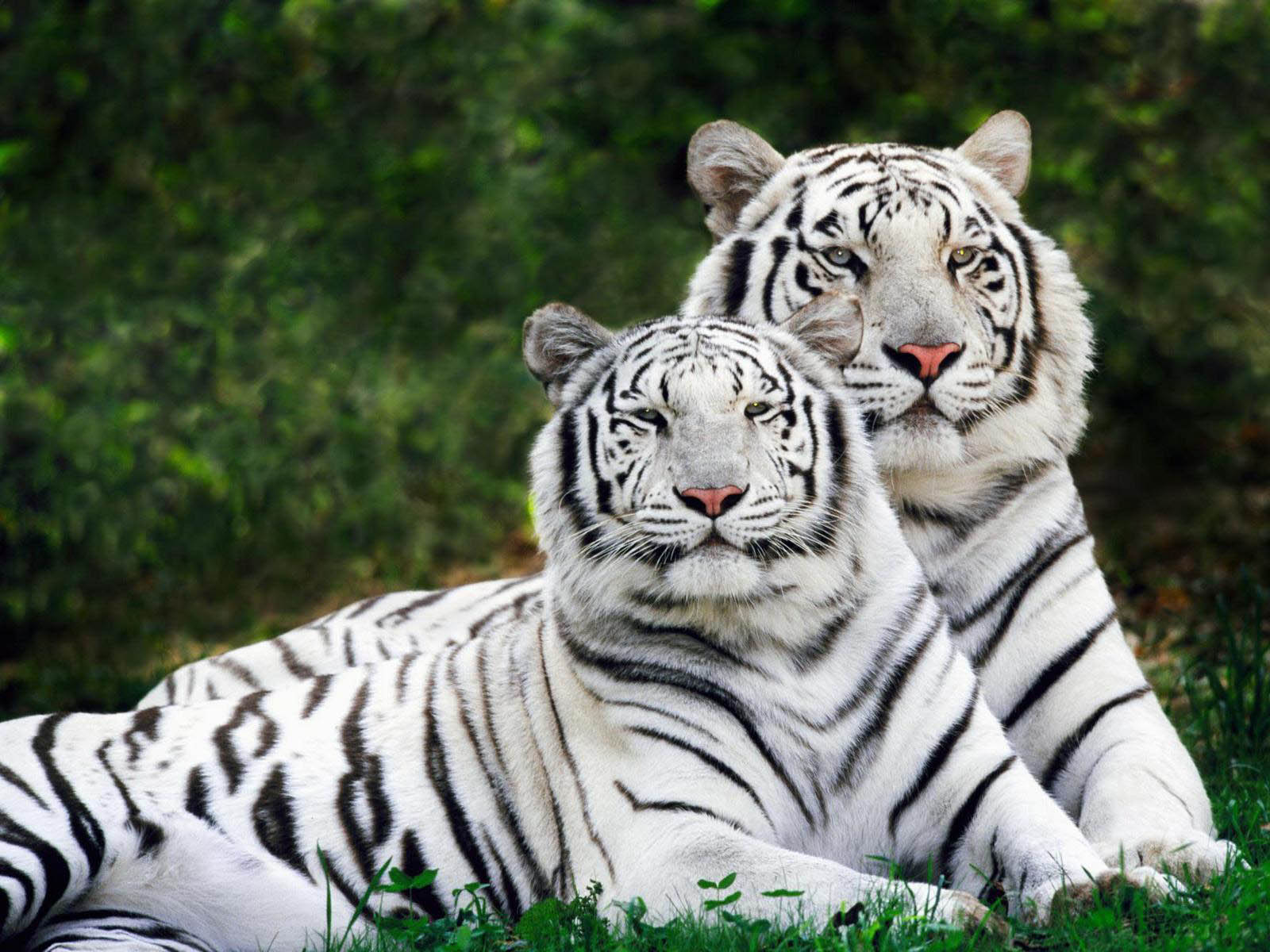 Wallpaper White Tiger Wallpapers