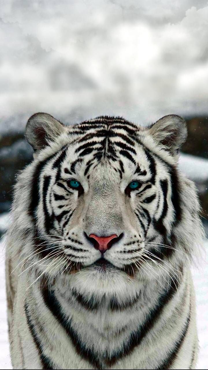 Wallpaper White Tiger Wallpapers