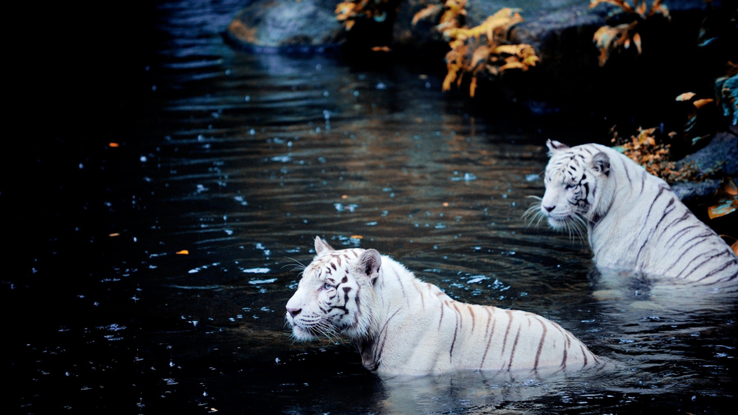 Wallpaper White Tiger Wallpapers