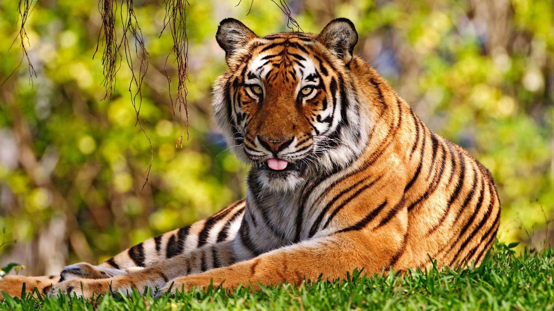 Wallpapers Wildlife Wallpapers