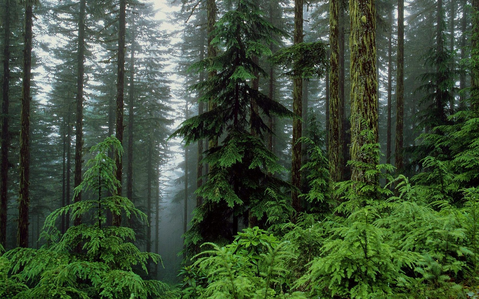 Washington Forest Wallpapers