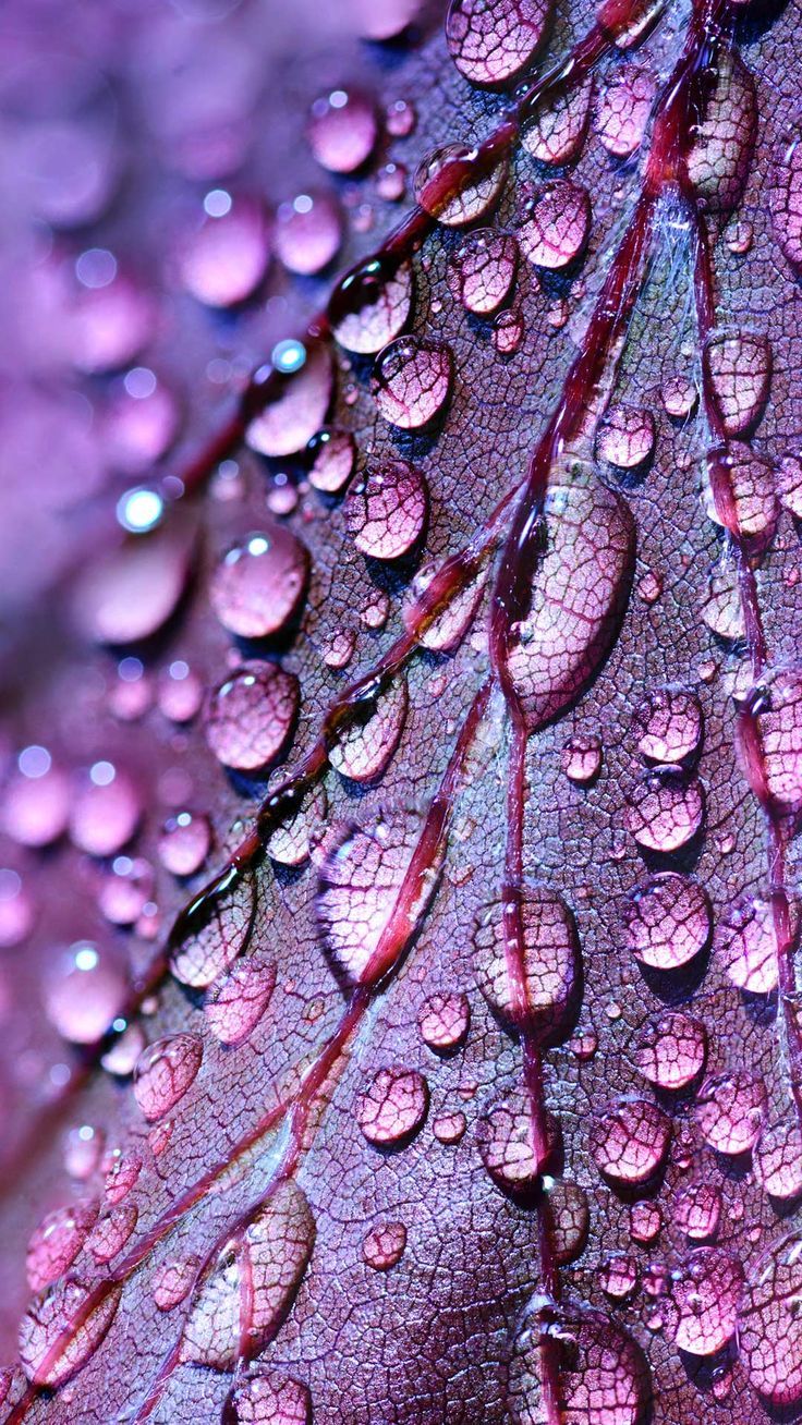 Water Droplets Wallpapers