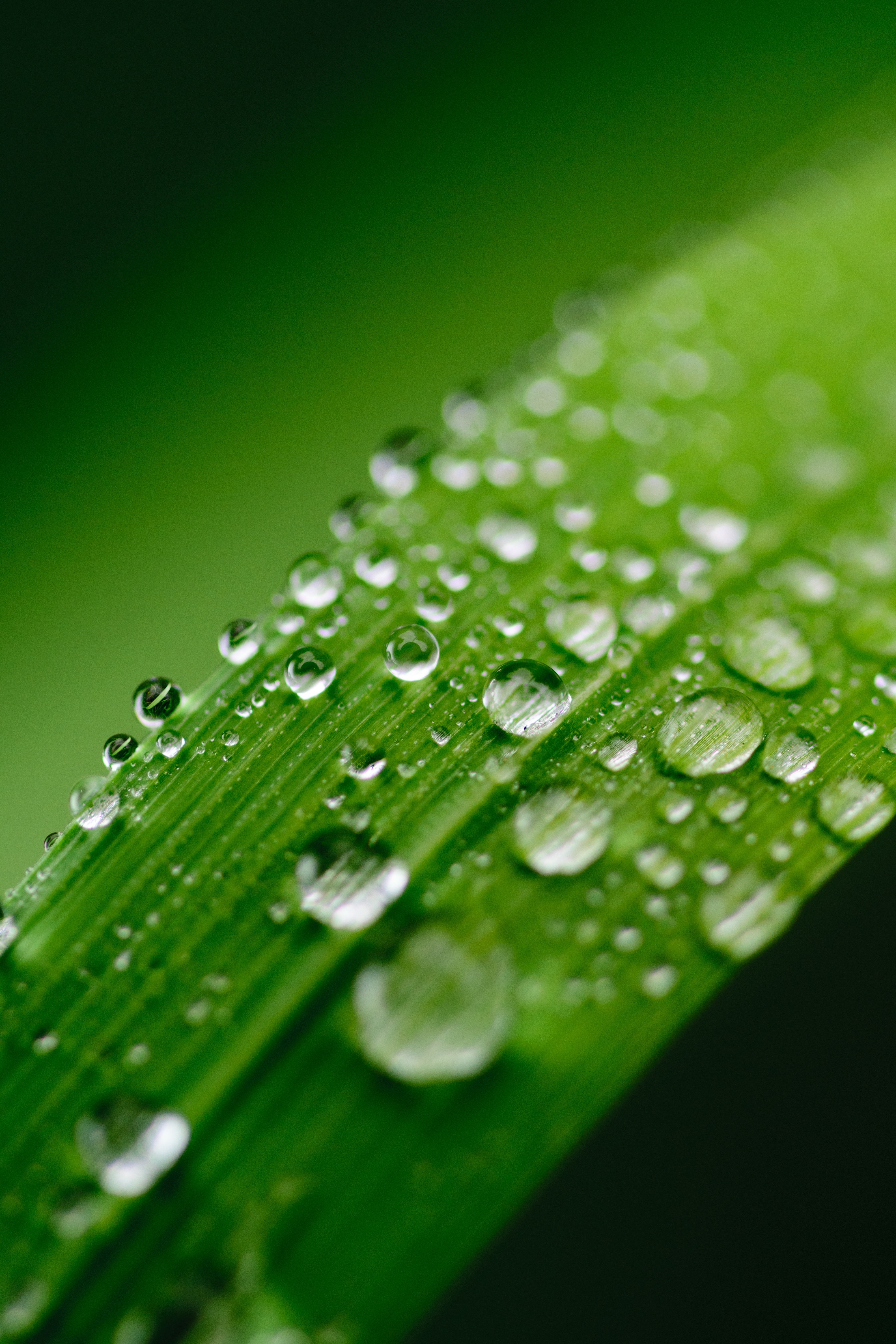 Water Droplets Wallpapers