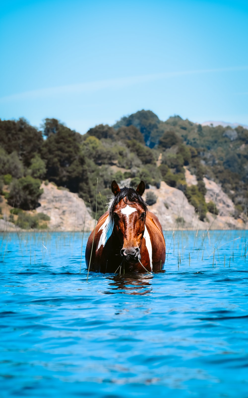 Water Horse Wallpapers