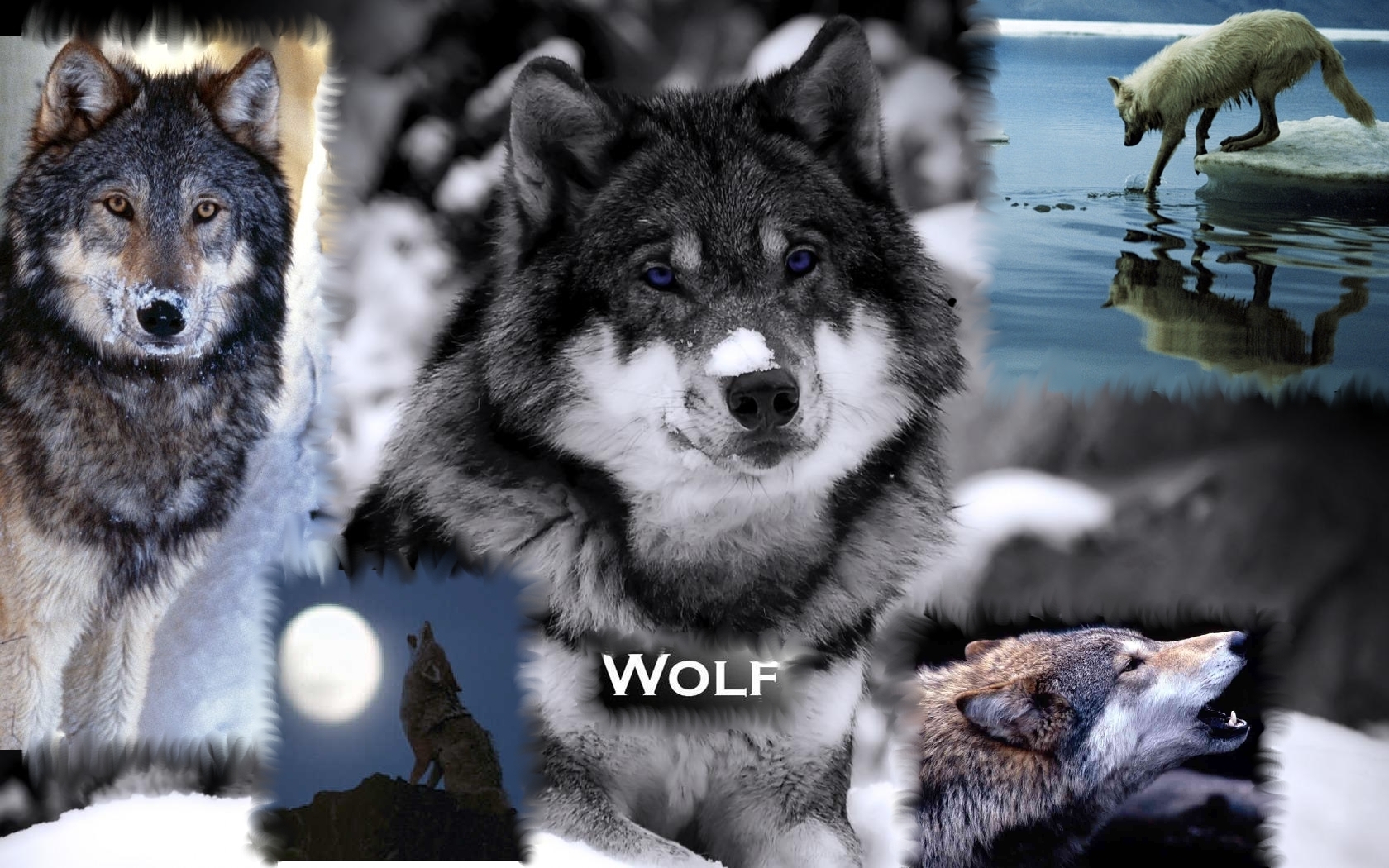 Water Wolf Wallpapers